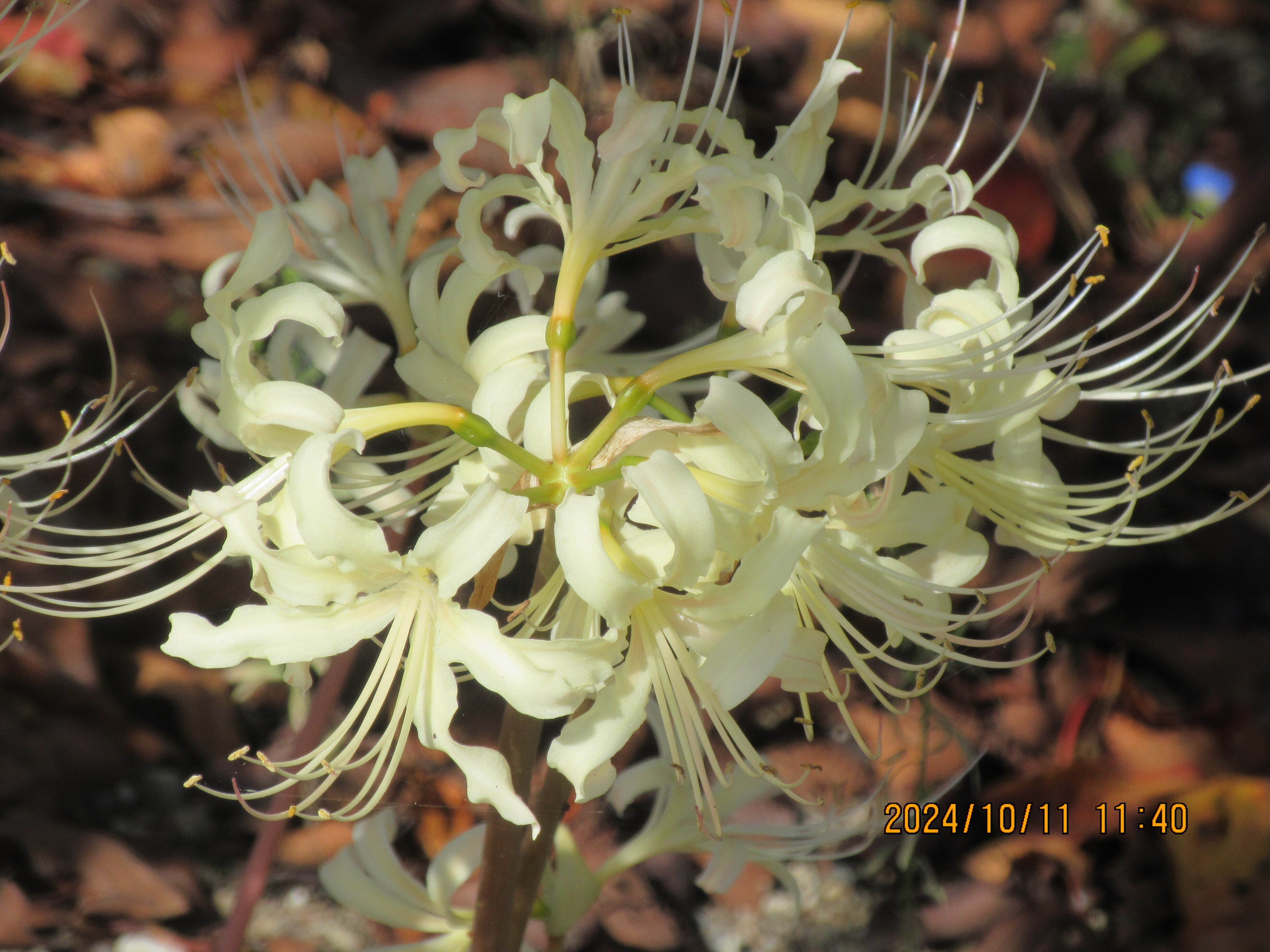 一頭（匹）のアサギマダラ（浅葱斑）に出会います｜東近江トレイル探訪