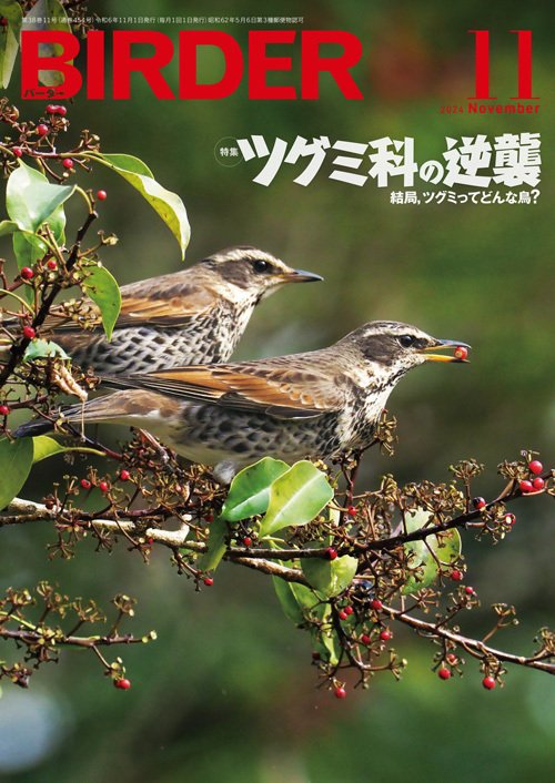 BIRDER11月号の見どころ｜ブンイチ（文一総合出版）