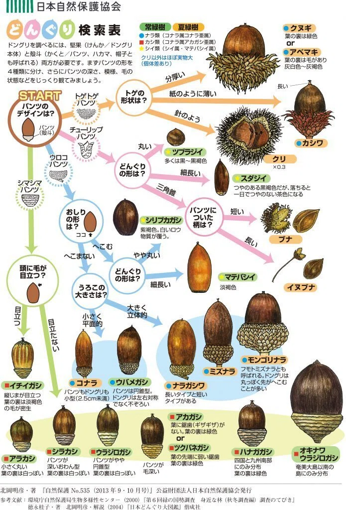 どんぐりのパンツに、好奇心が広がったーどんぐり風物詩ー｜kyotoK