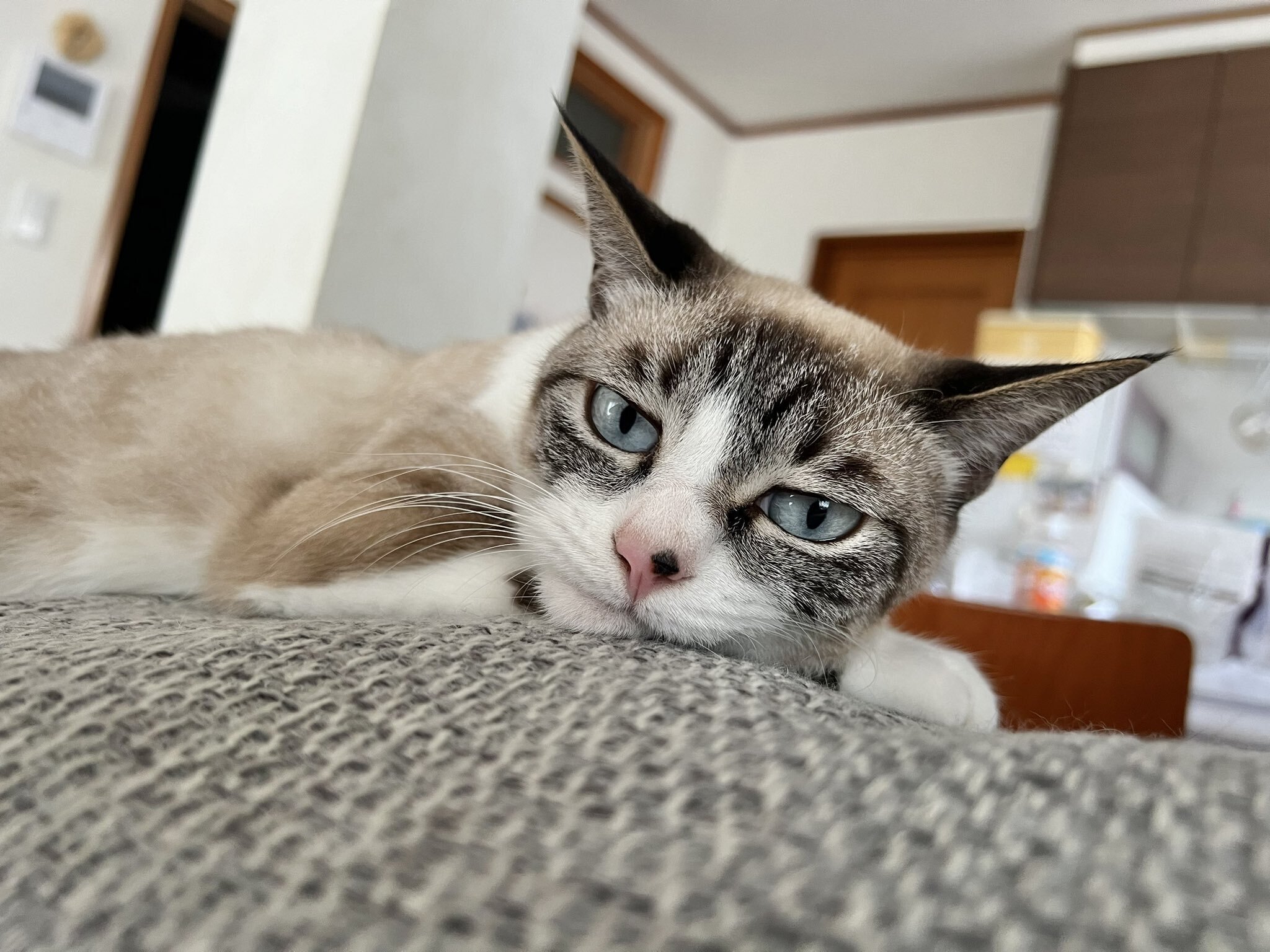 チップスターのLサイズと同じくらい？モデルのように足が長い猫
