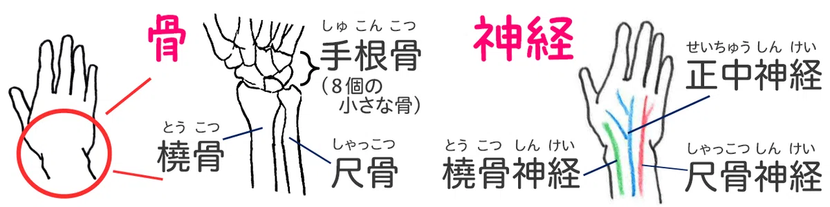 手首の痛みと対策｜ヒューマンライフケア