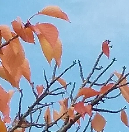 葉っぱ