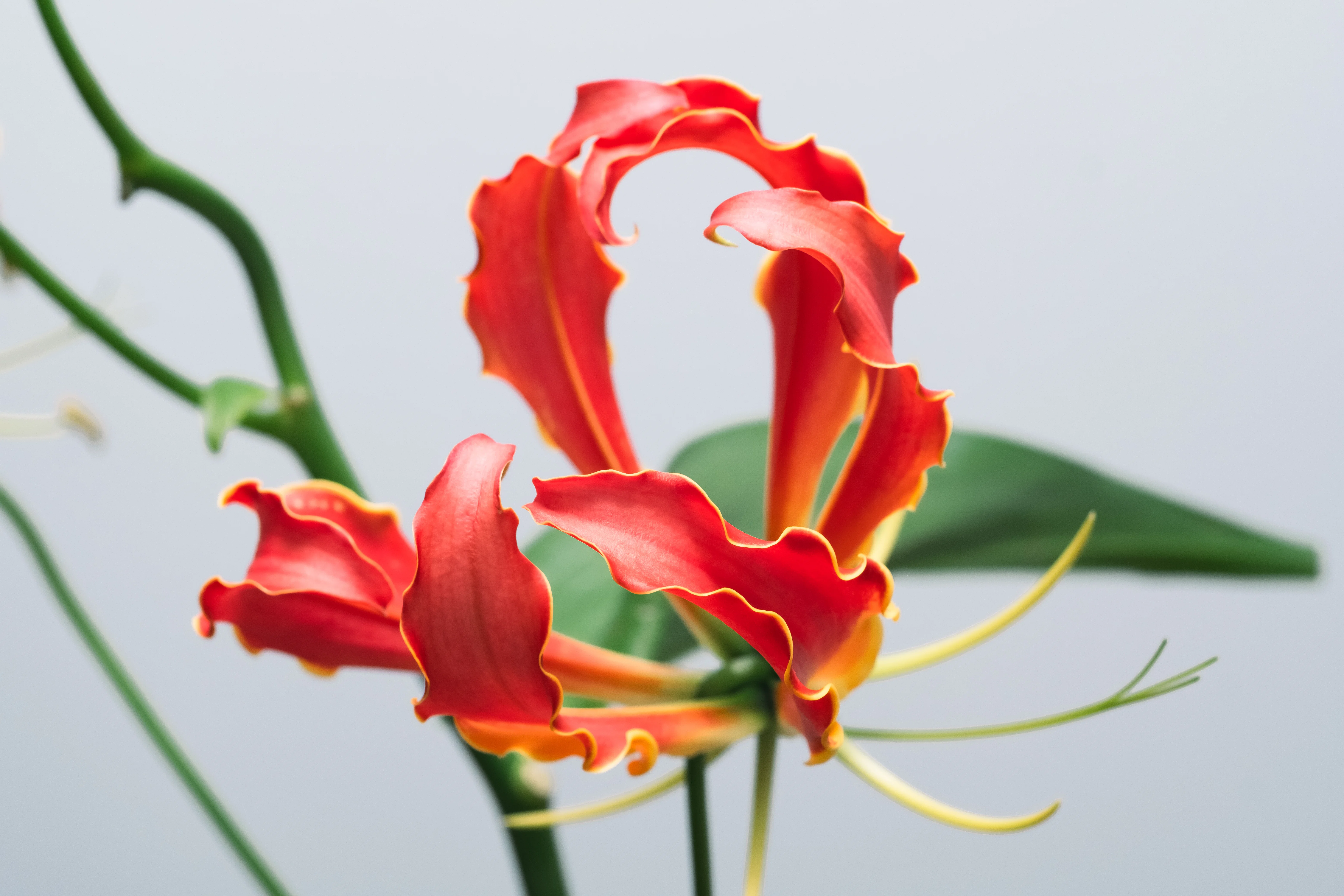個性の塊、グロリオサを撮ってみた｜タキツネ | 花の写真を撮ります