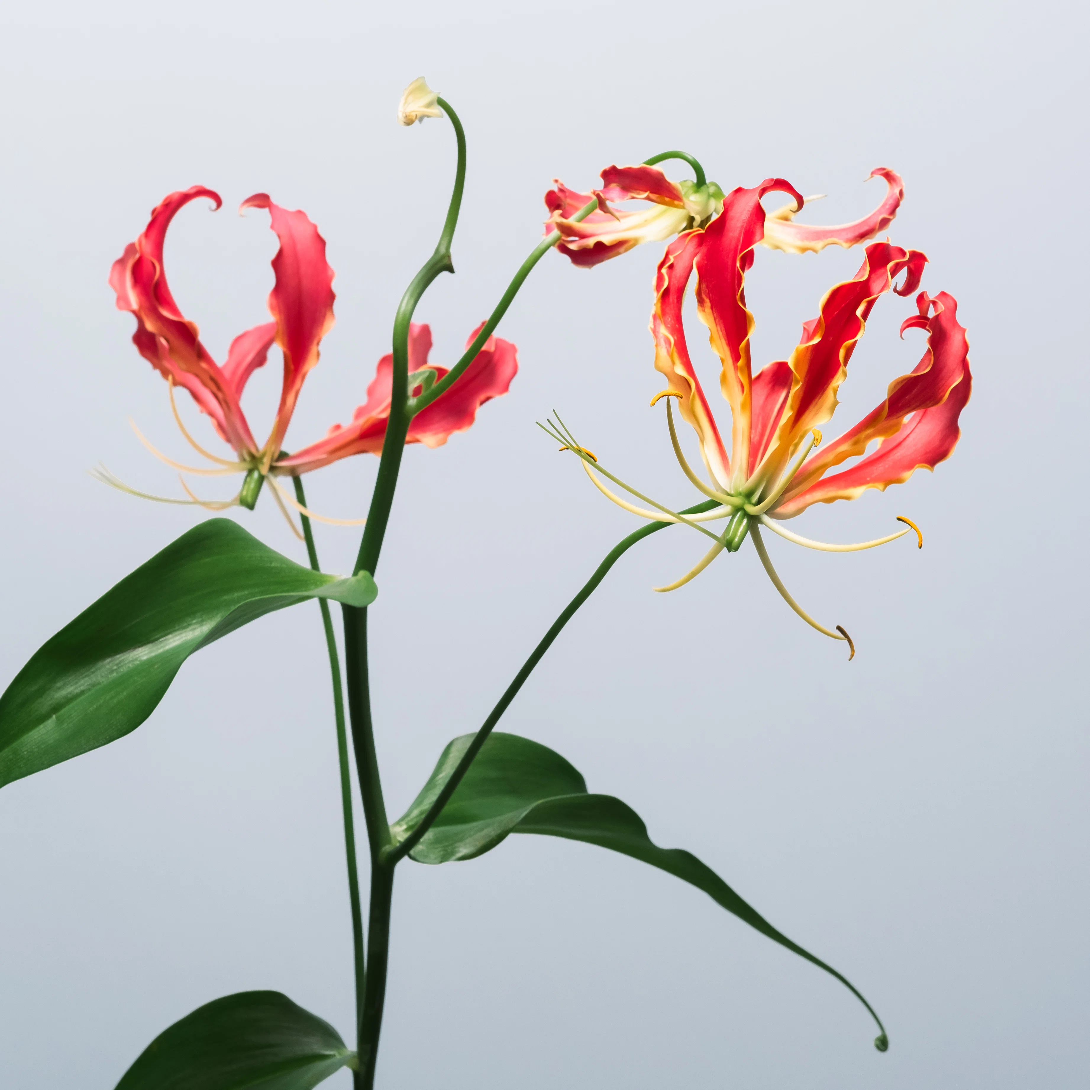 個性の塊、グロリオサを撮ってみた｜タキツネ | 花の写真を撮ります