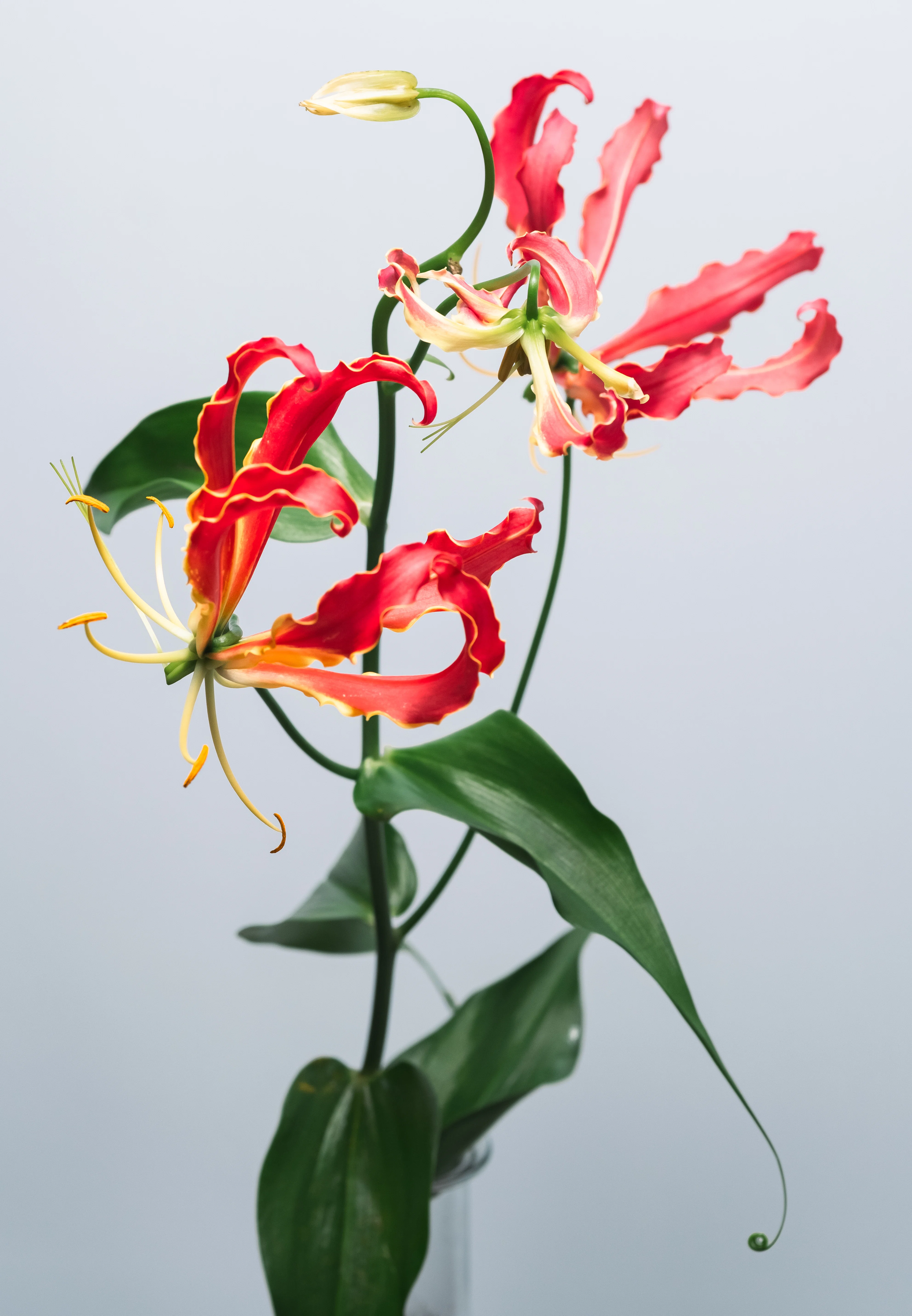 個性の塊、グロリオサを撮ってみた｜タキツネ | 花の写真を撮ります