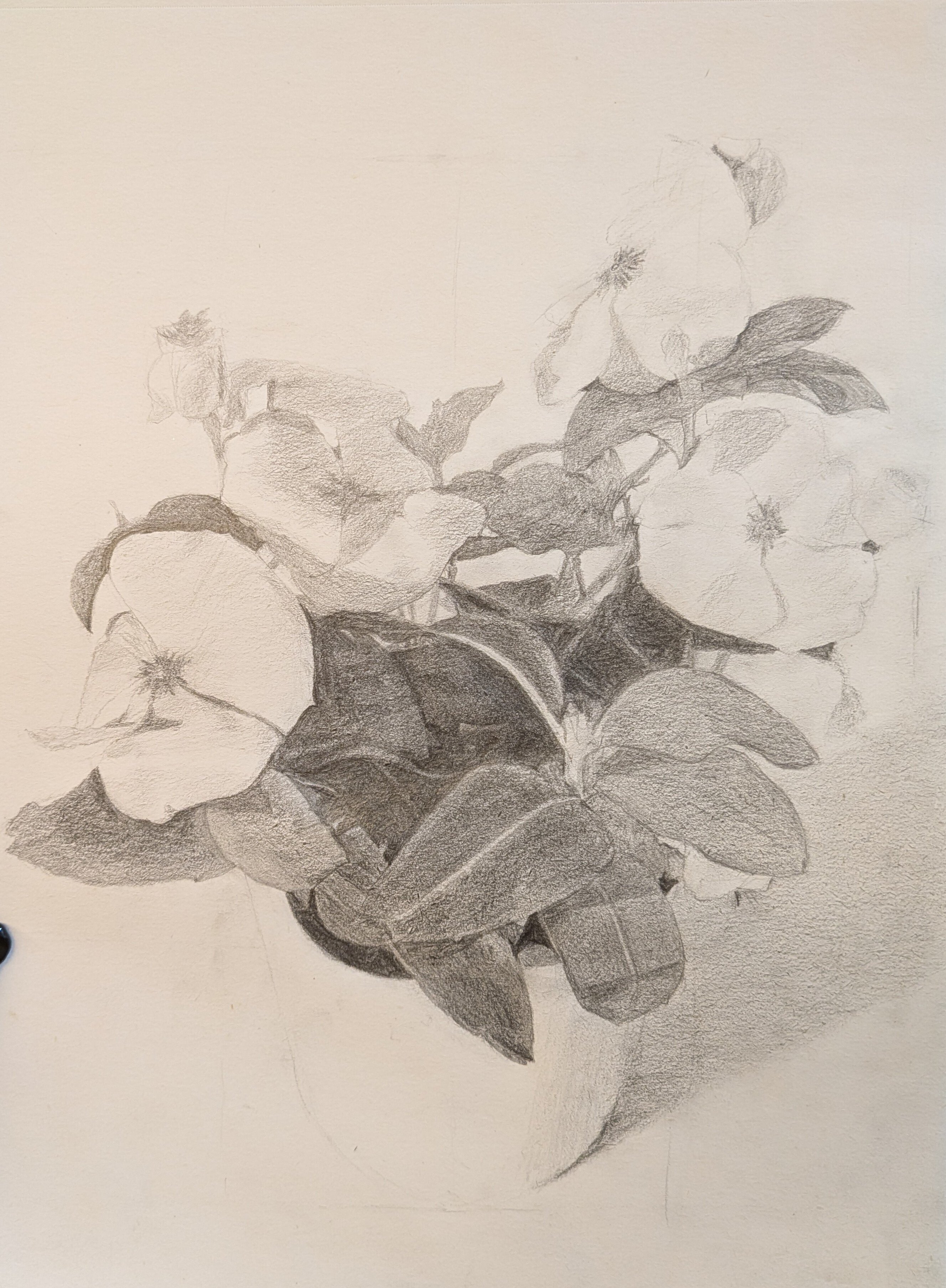 デッサン 花 高1・2 スタンダードコースです💐 今回は花の細密着彩です🌺 みんな花