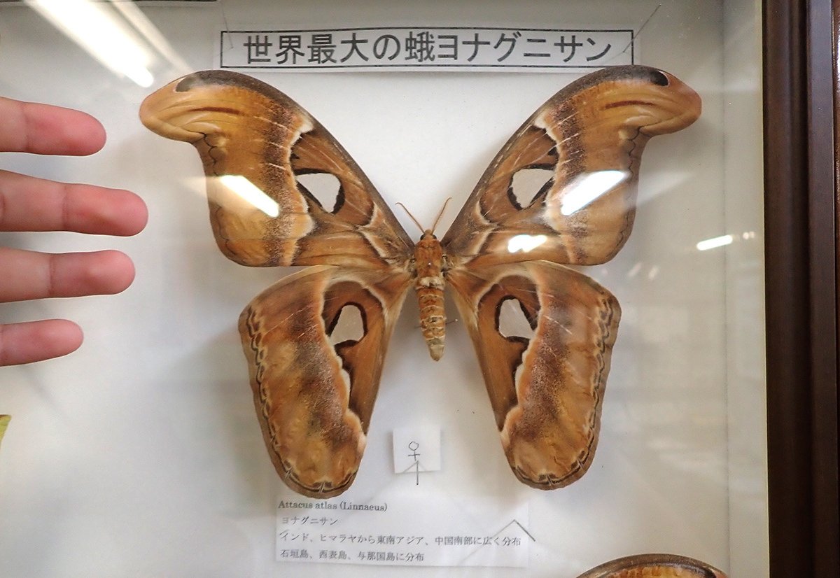 外国産蛾標本 クジャクヤママユ ギリシャ産 昆虫標本 蝶標本