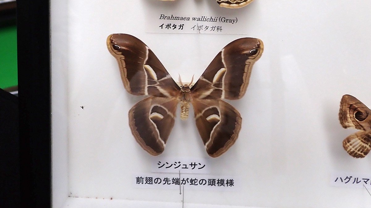 ヤママユ｜Hinata