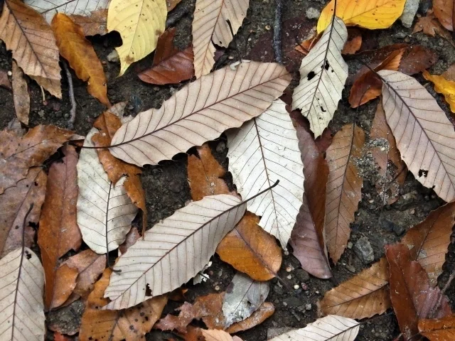 [Weekend Post] Useful Plants of the World #260 (Fagaceae, Quercus ...