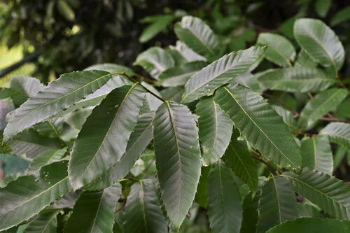 [Weekend Post] Useful Plants of the World #260 (Fagaceae, Quercus ...