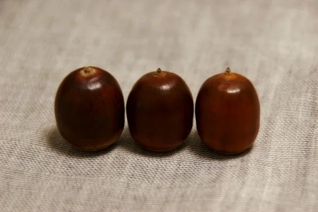 [Weekend Post] Useful Plants of the World #260 (Fagaceae, Quercus ...