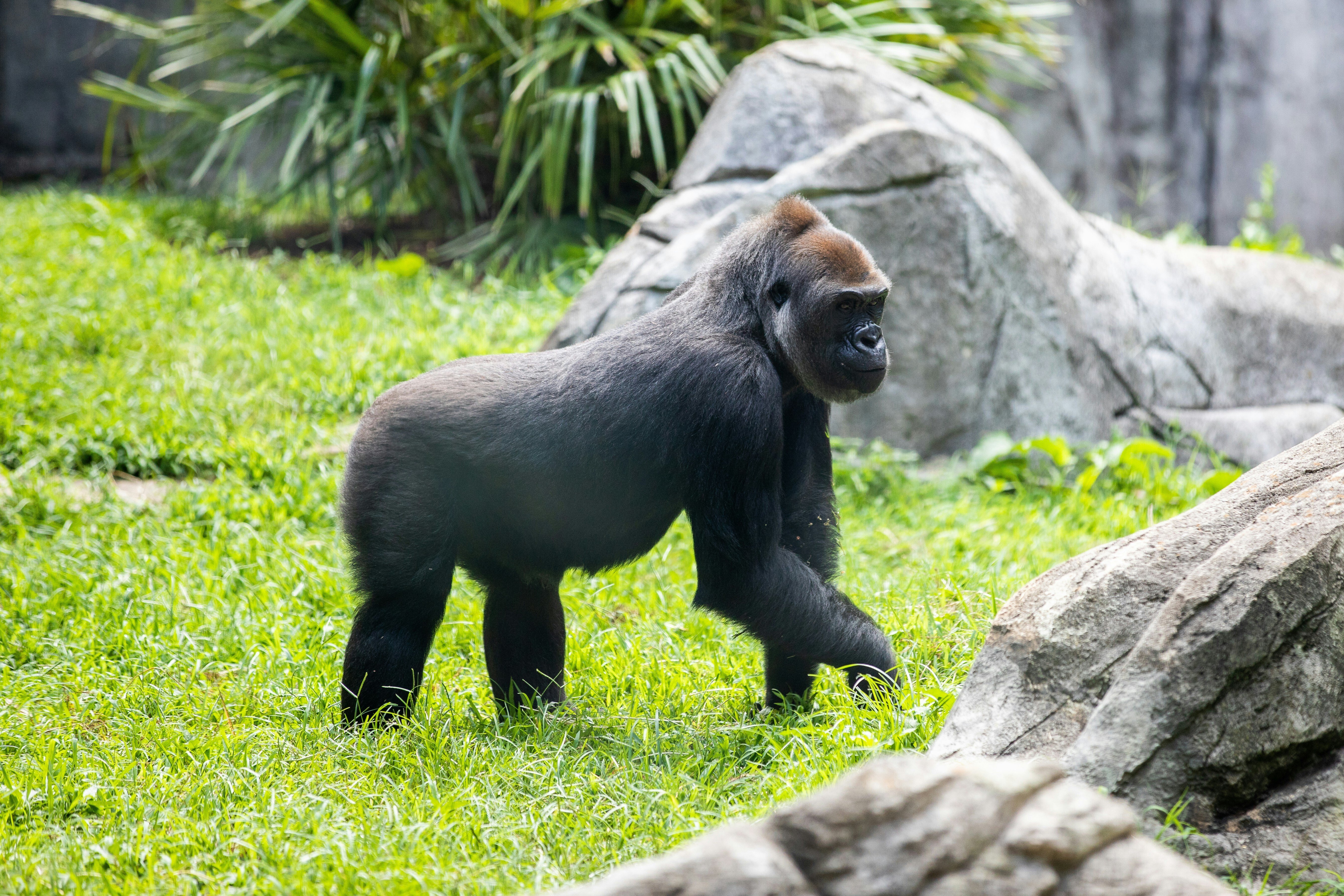 正直レビュー】家庭用脱毛器ケノンを7年使ってみた感想｜ねこくらげ