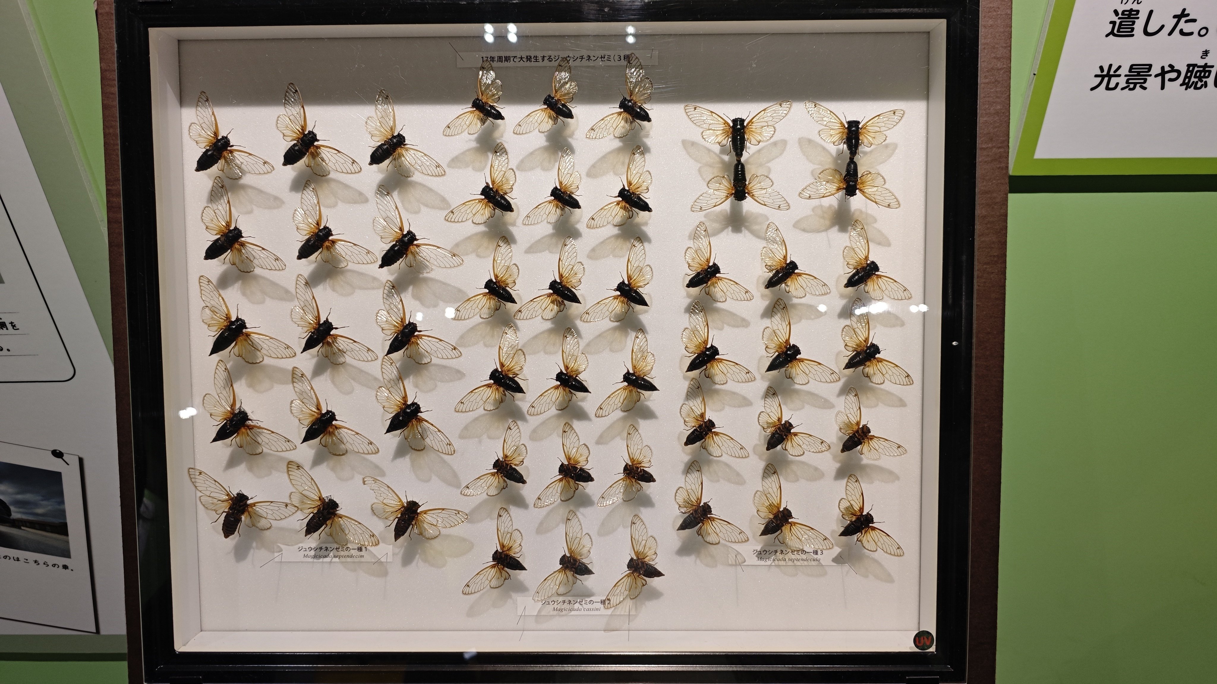 特別展】昆虫 MANIAC｜もんばん