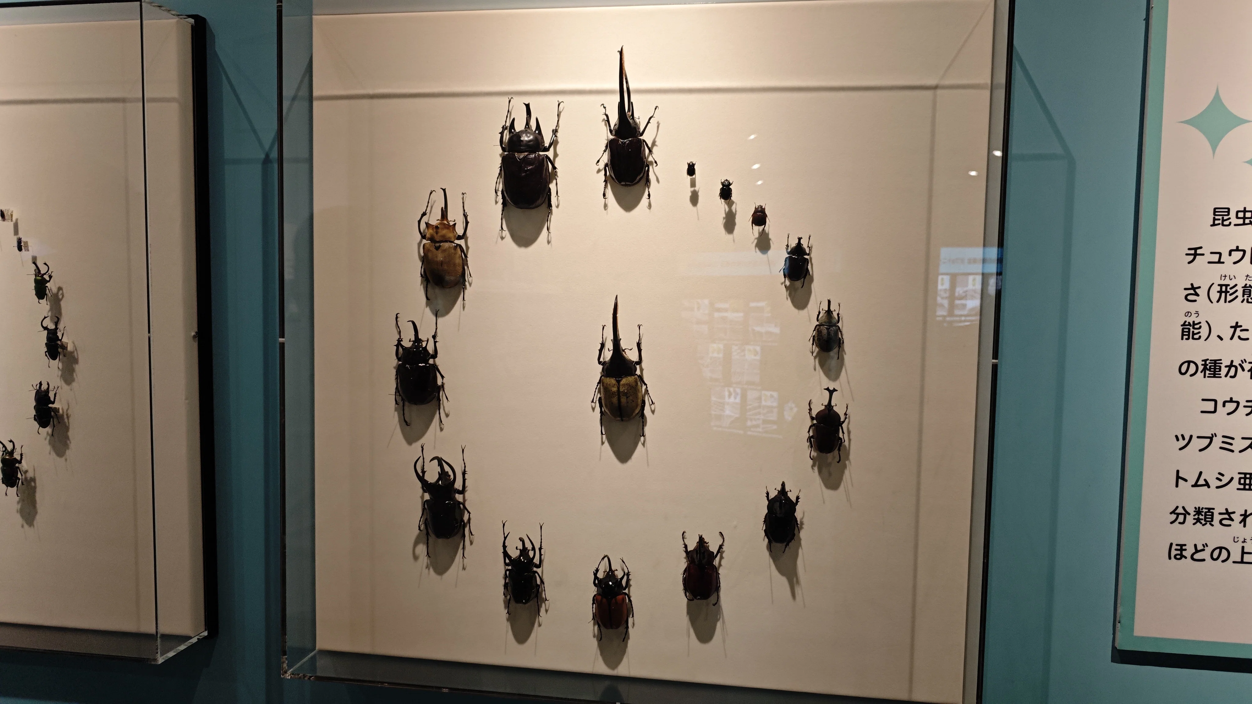 特別展】昆虫 MANIAC｜もんばん