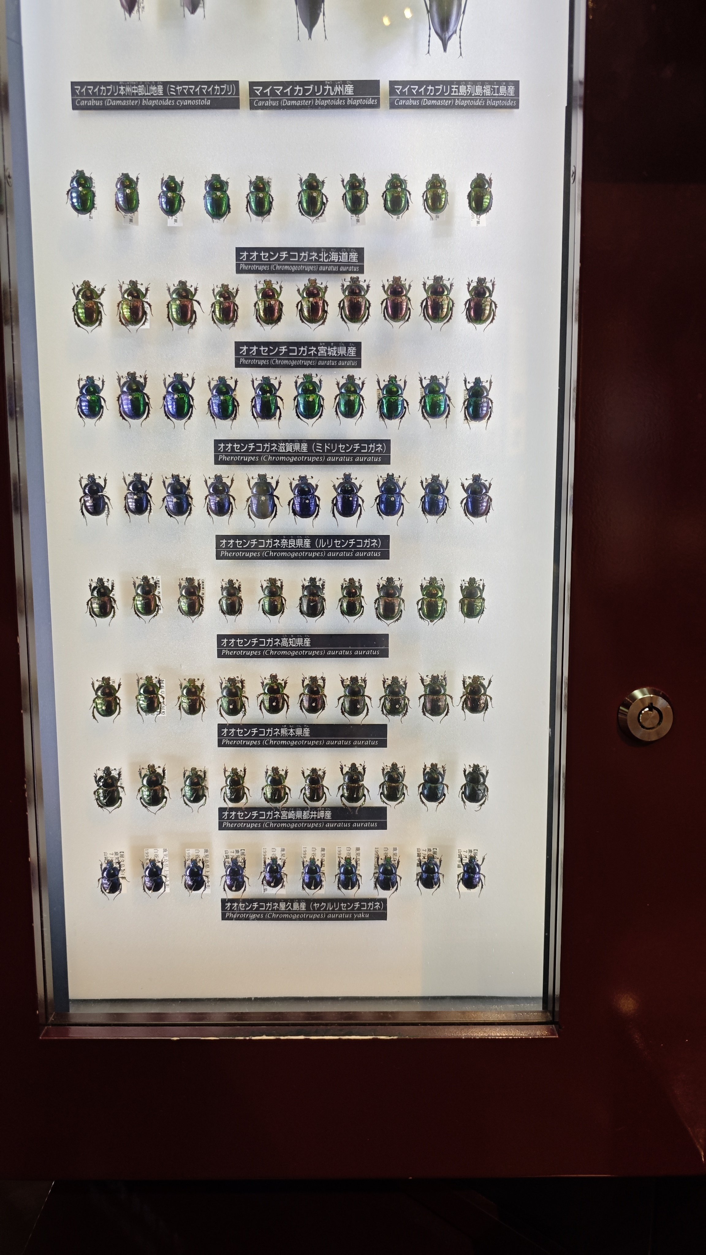 ジャンク扱い冷やし虫家現状渡し説明欄必読 ジャンク扱い冷やし虫家現状渡し説明欄必読