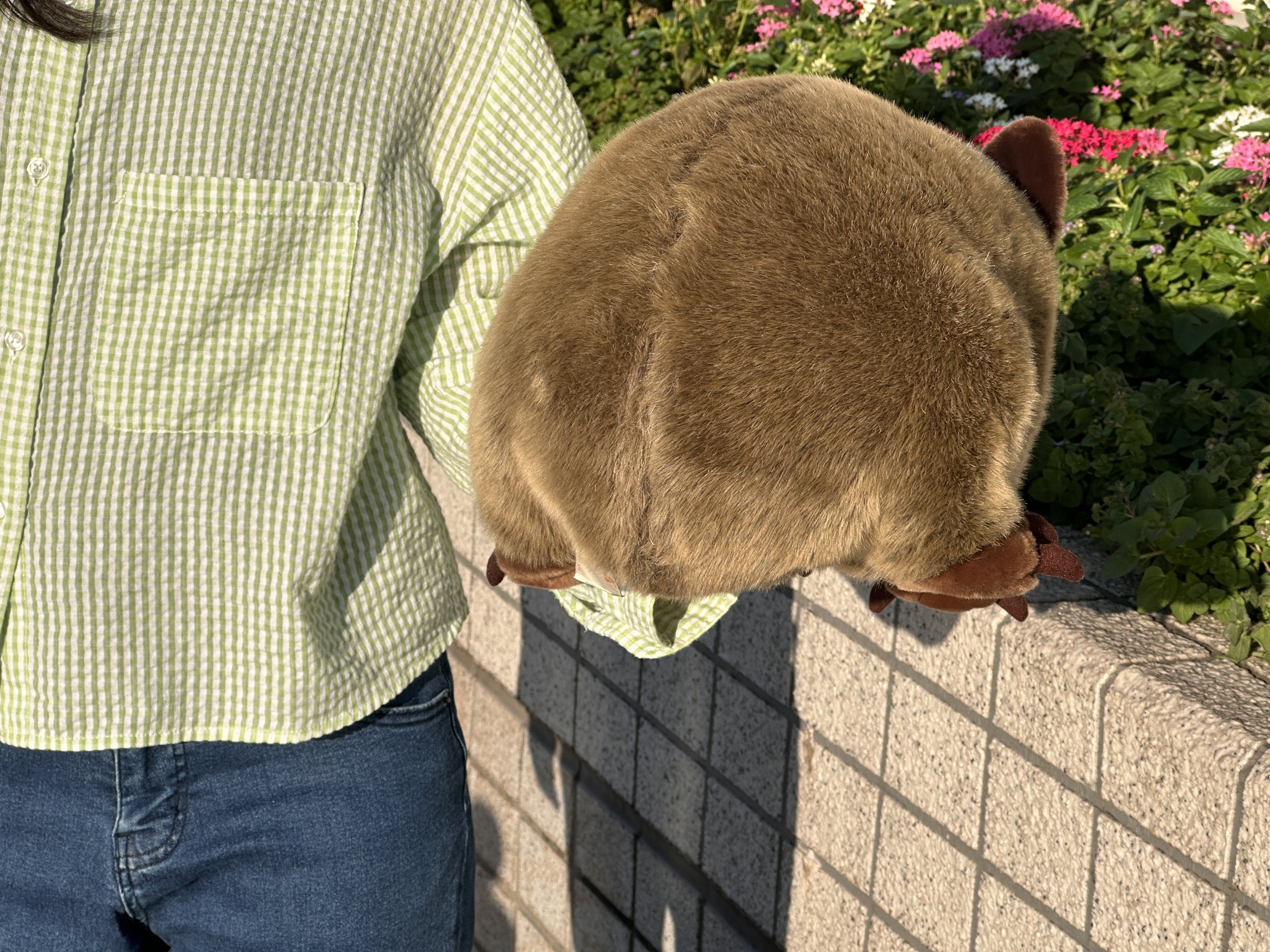 ついに来た！等身大ウォンバット｜STUDIO-OTOMARU