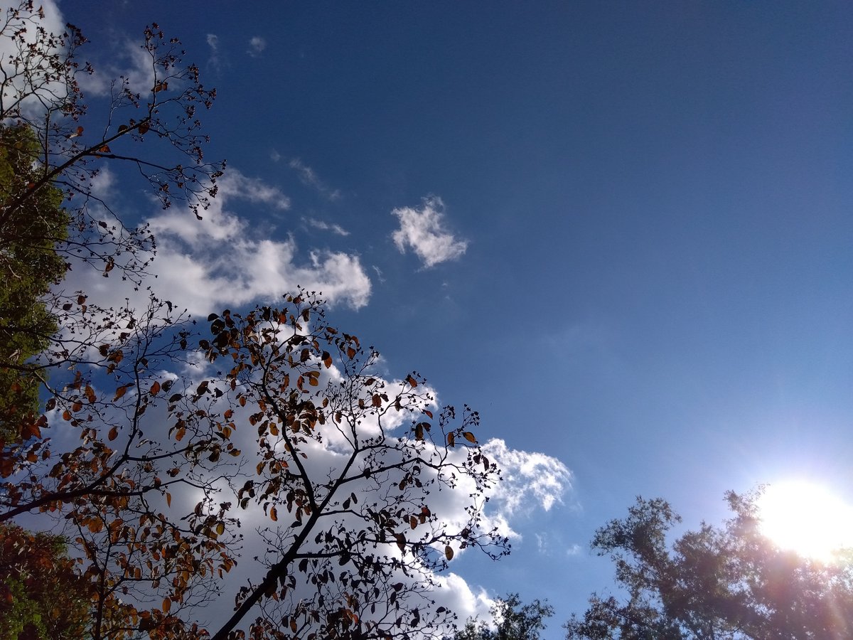 秋空の写真。奥には白い雲。手前には紅葉した木