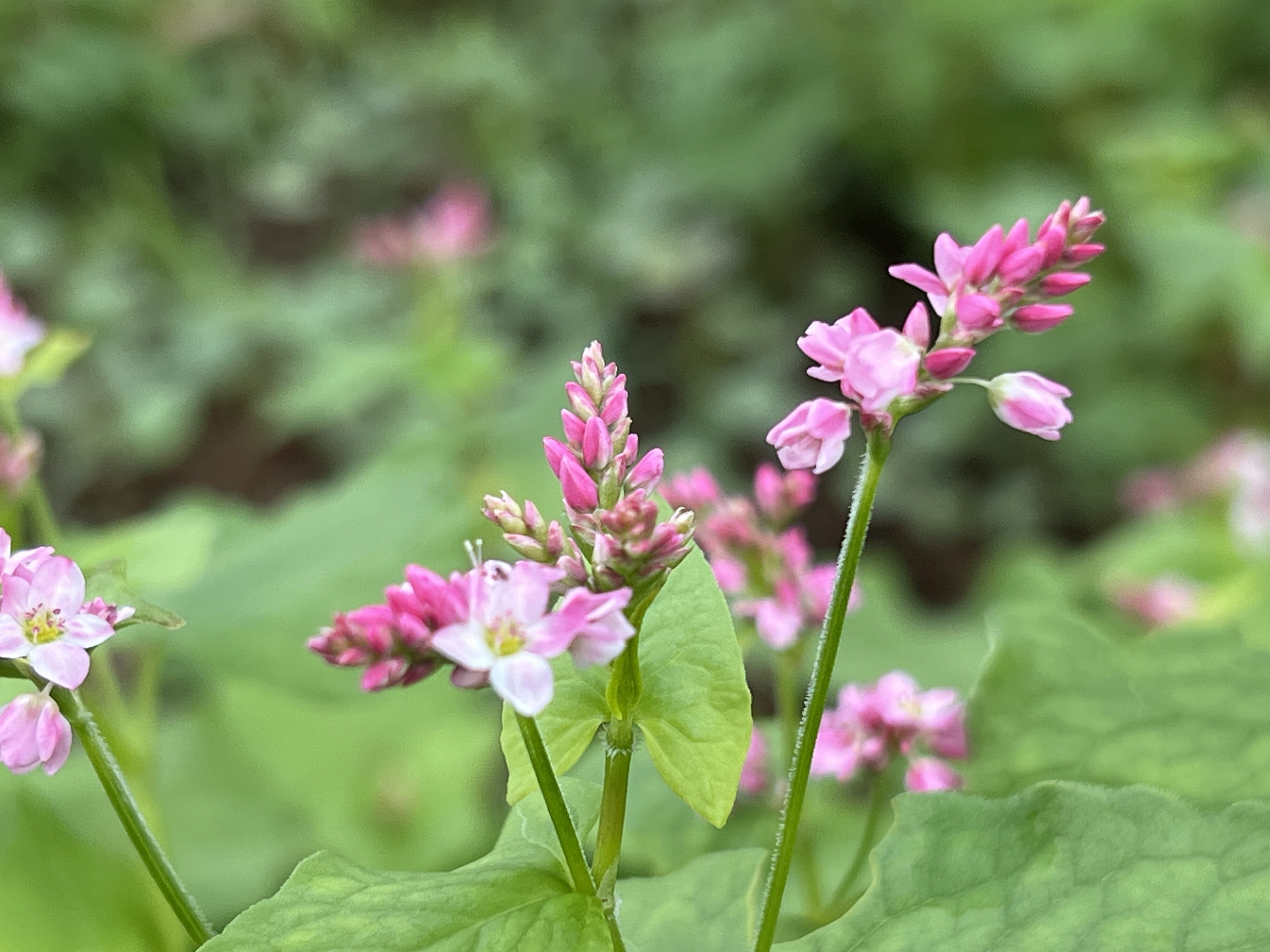 絵画　赤蕎麦の花 絵画 赤蕎麦の花 絵画 赤蕎麦の花 Akasoba no Sato (Red Buckwheat Field)