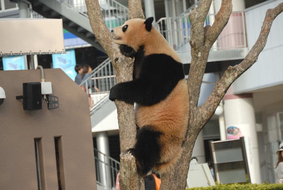 ジャイアントパンダ、愛浜（アイヒン）・明浜（メイヒン）の写真４９