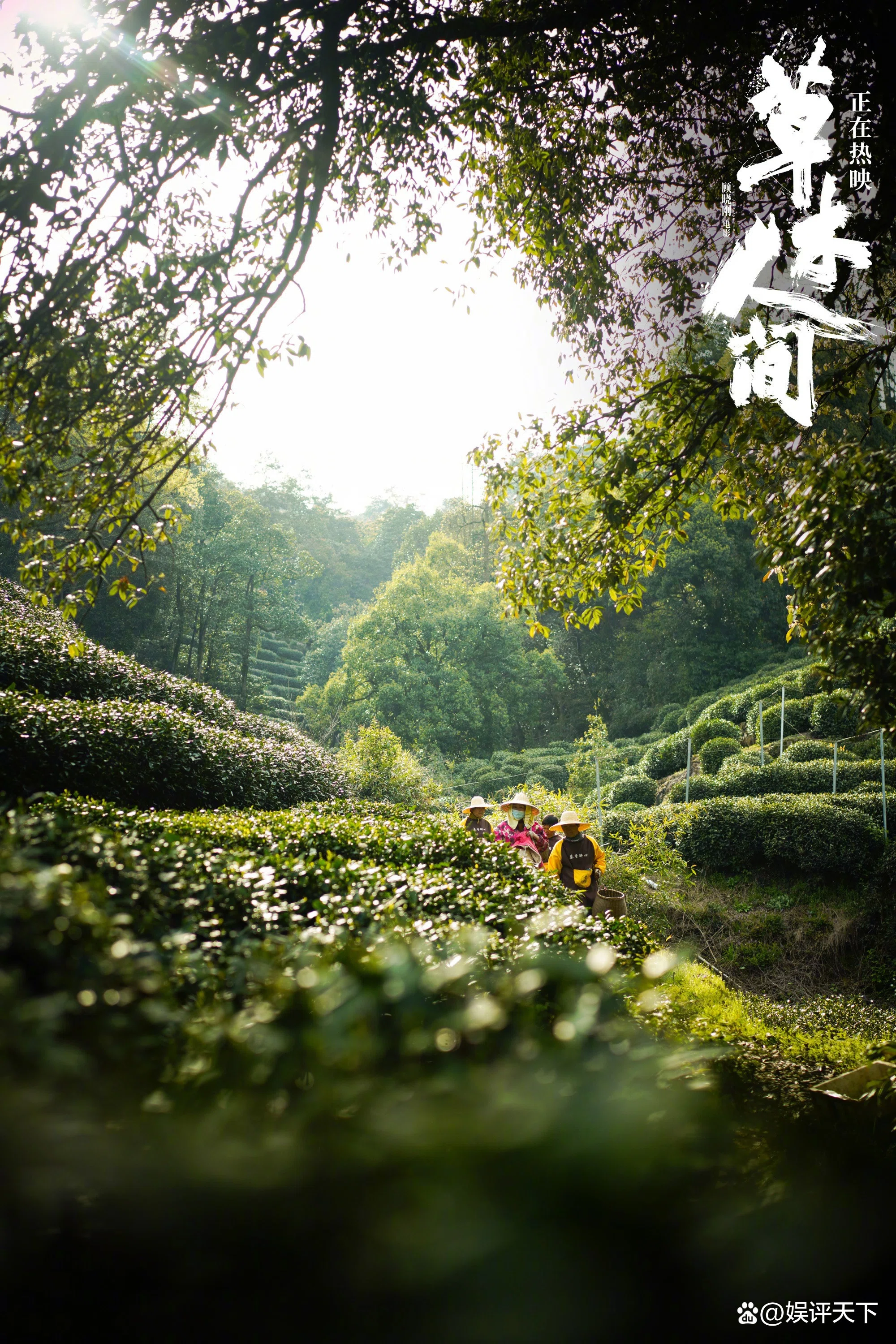 映画鑑賞備忘録⑦】中国映画「西湖岬に生きる」（中文标题：草木人间