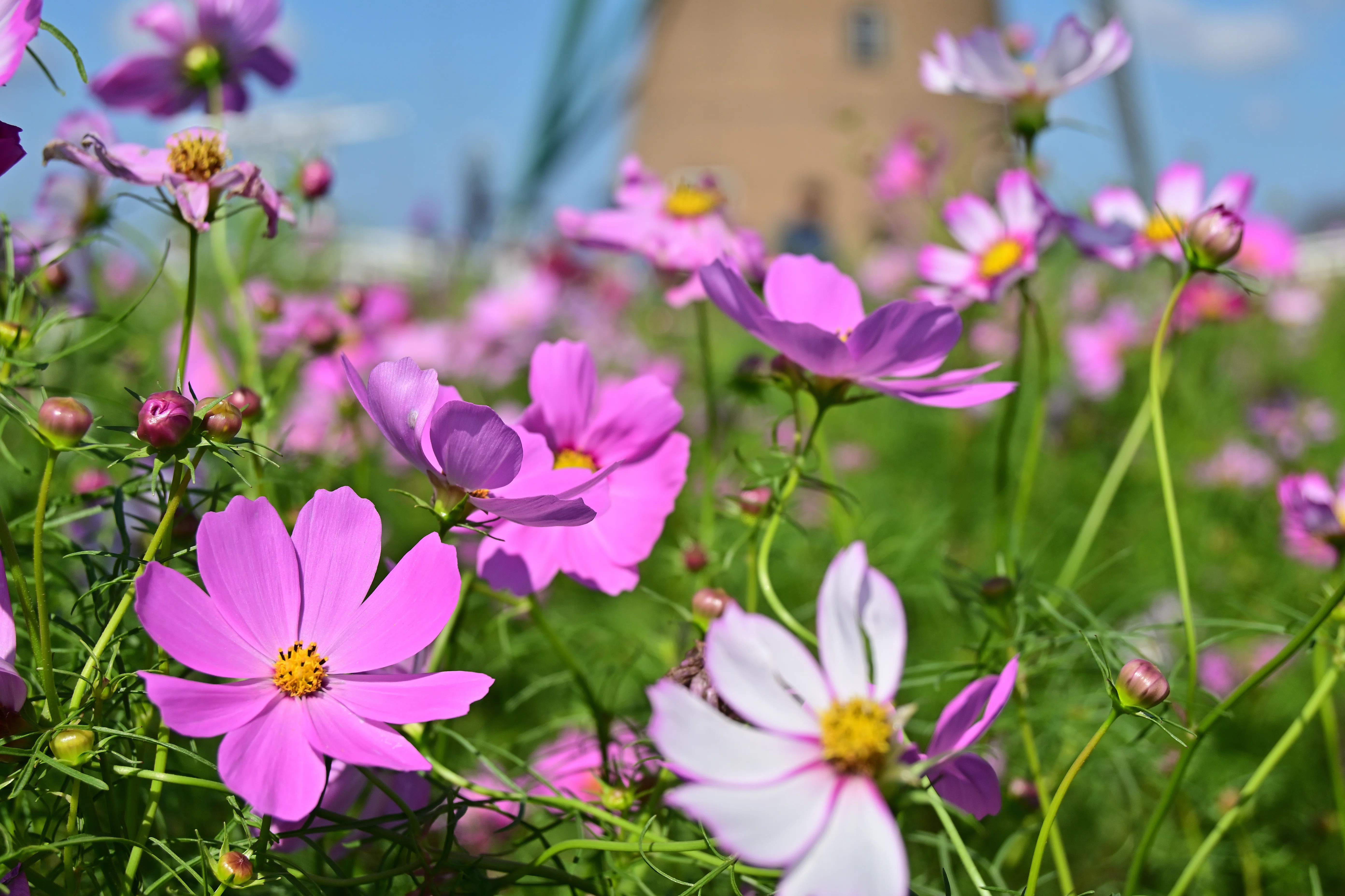 Nikon Z fc] Shooting the 2024 Sakura Cosmos Festa