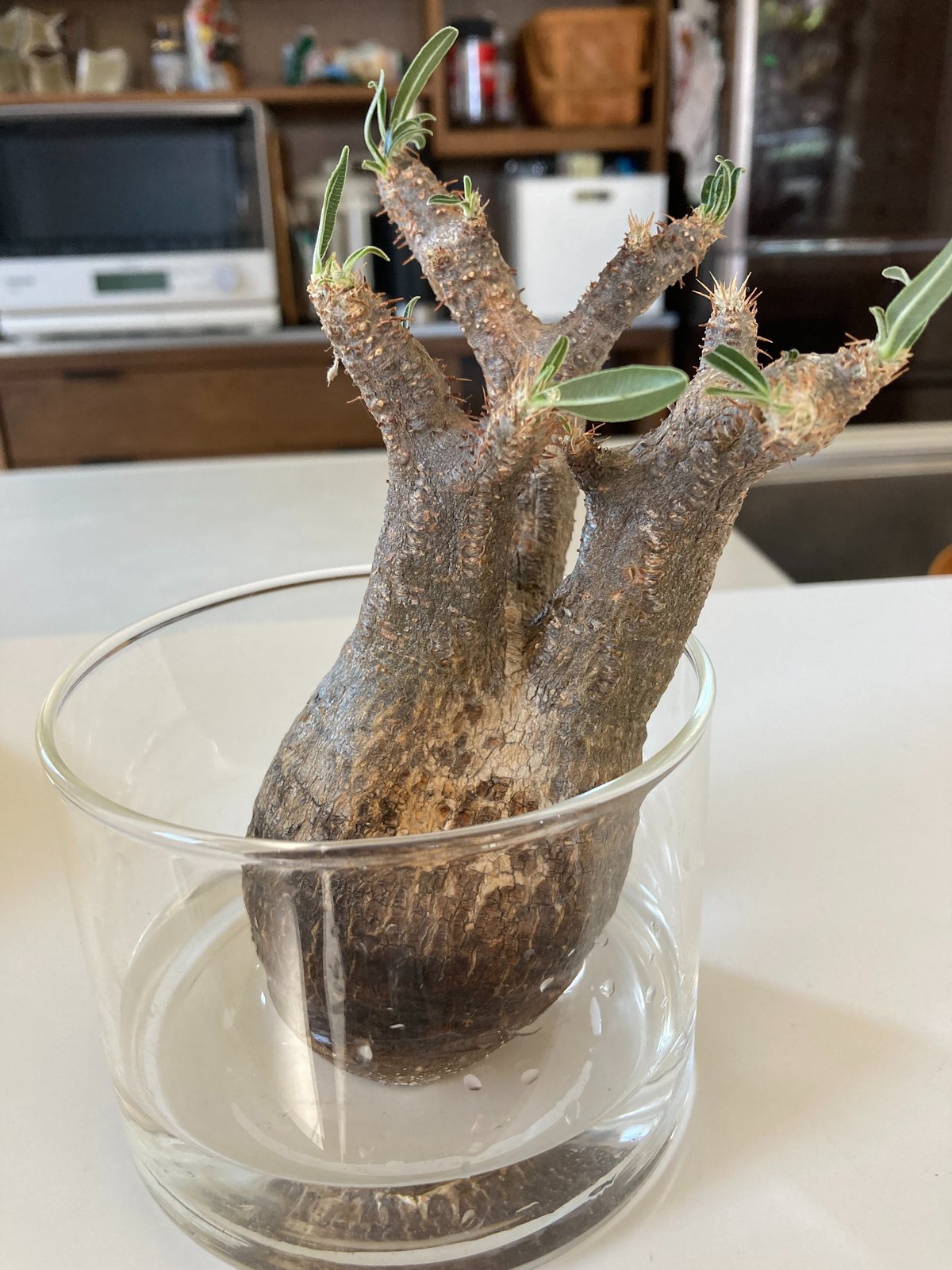 グラキリスのベアルート株 未経験者が発根管理に挑戦。 ｜.plants  