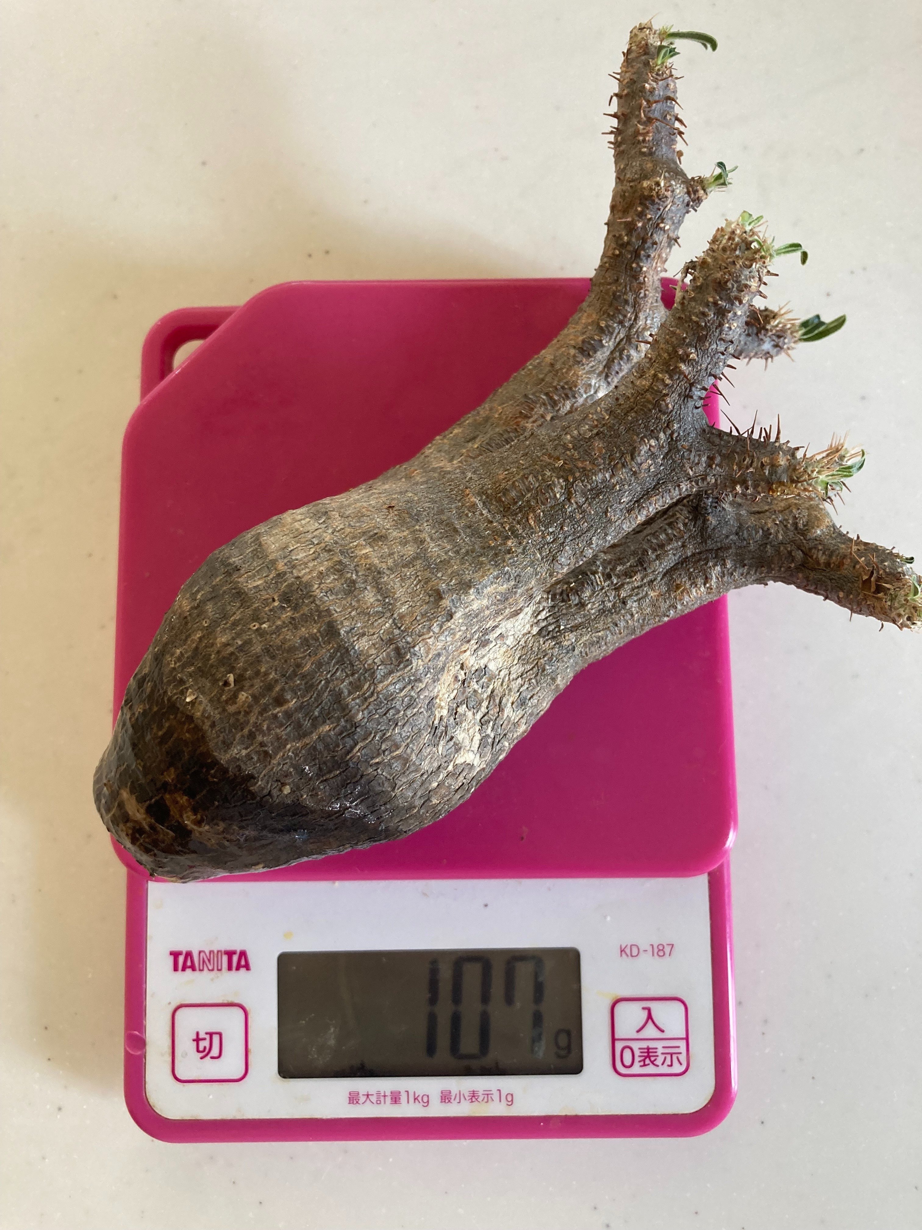 我が家の塊根植物🪴 パキポディウムグラキリス ベアルート株
