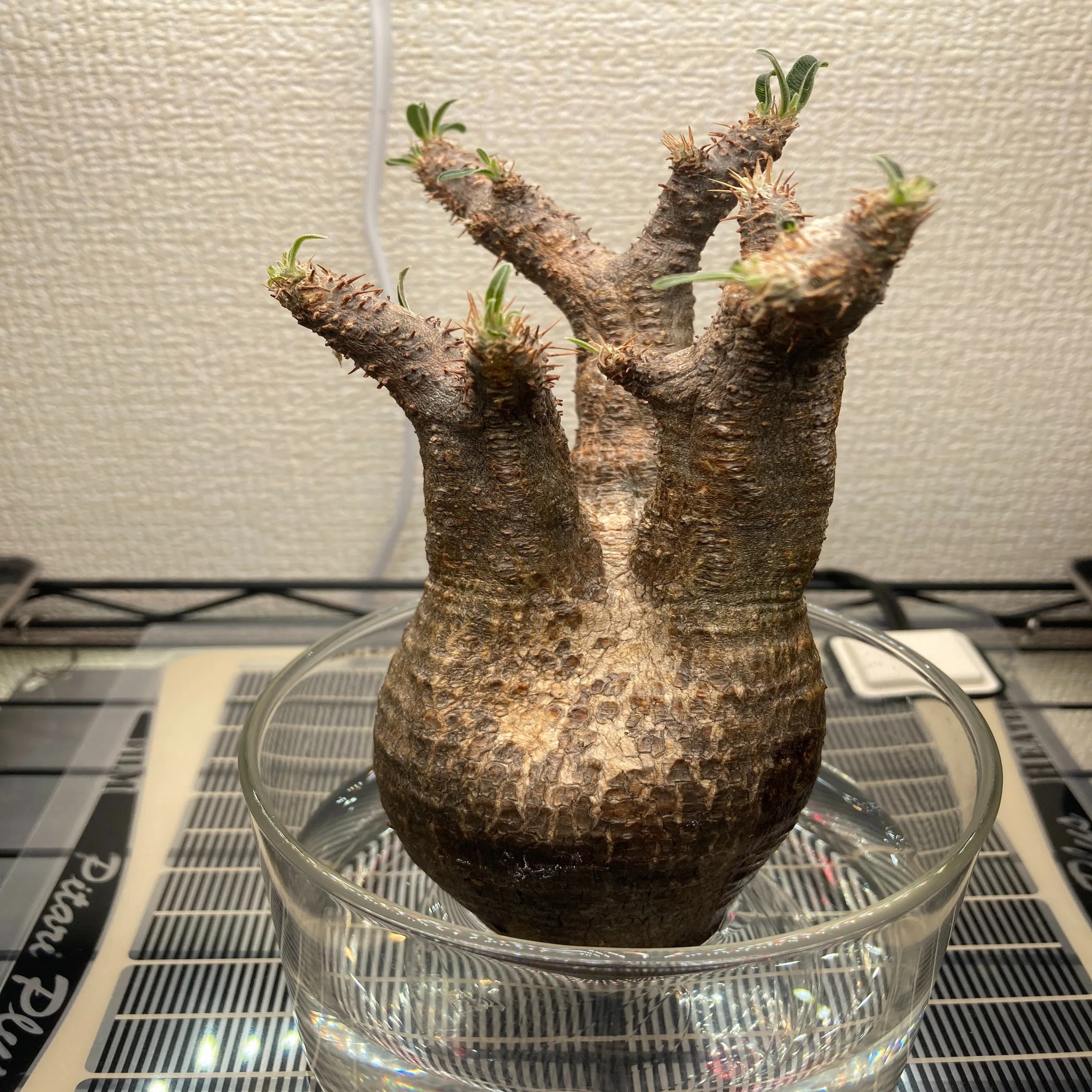 グラキリスのベアルート株 未経験者が発根管理に挑戦。 ｜.plants 