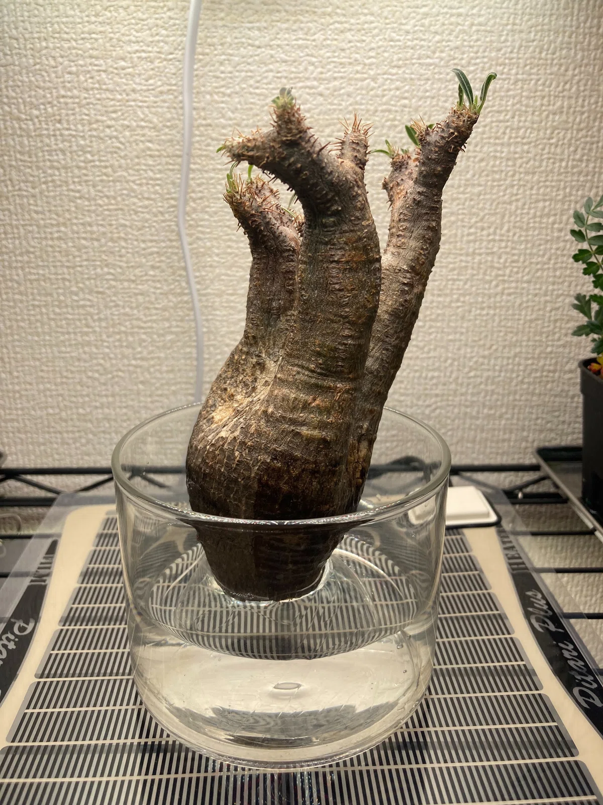 グラキリスベアルート 発根管理 良型株 緑肌 低重心 中株 