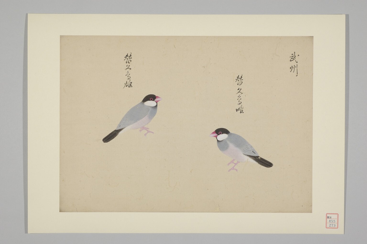 白文鳥もも様　ブラック　15ABR 白文鳥はいつ誕生したのか？｜やなぎす