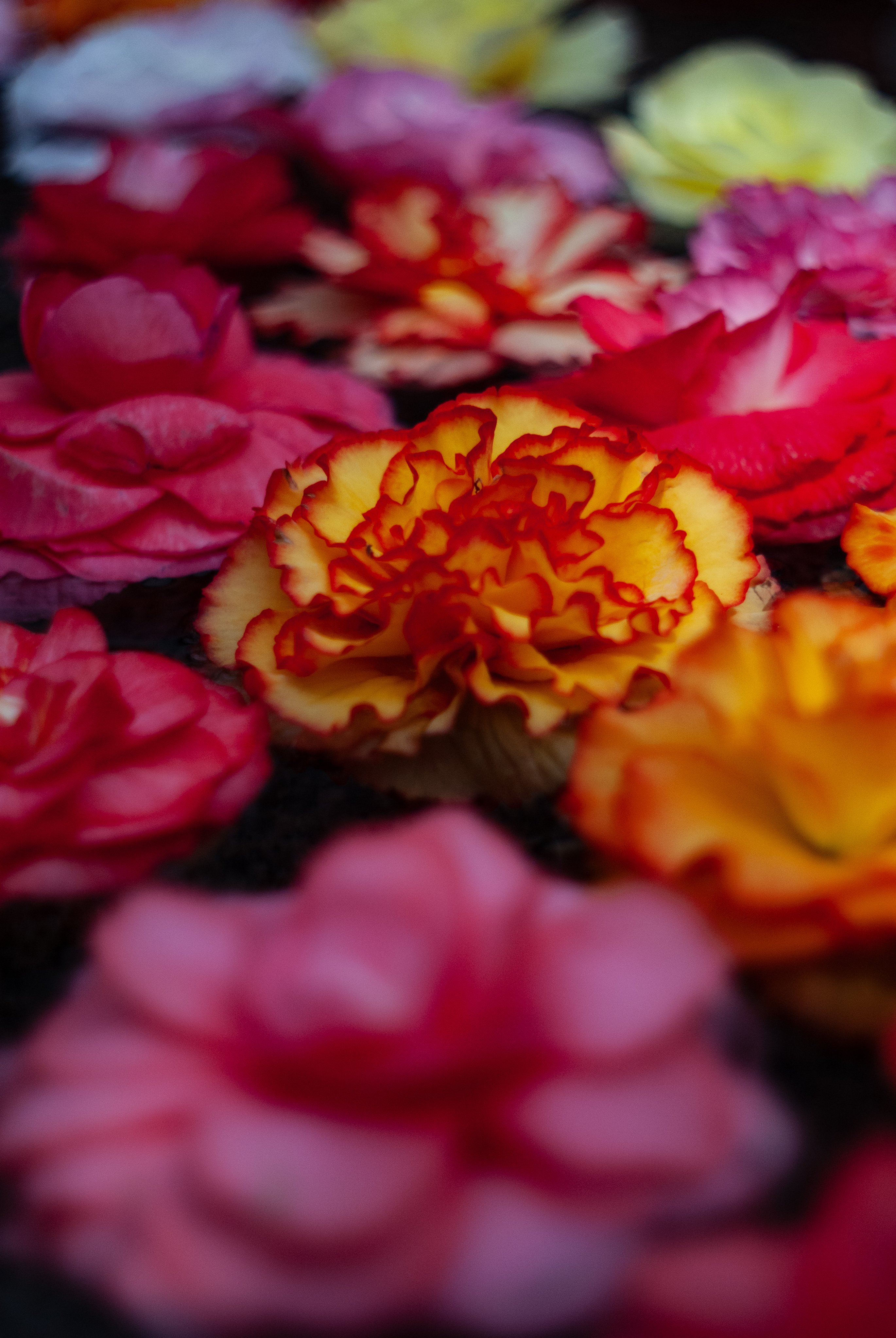 Auto CHINON MCM 55mm F1.7｜Danny'O