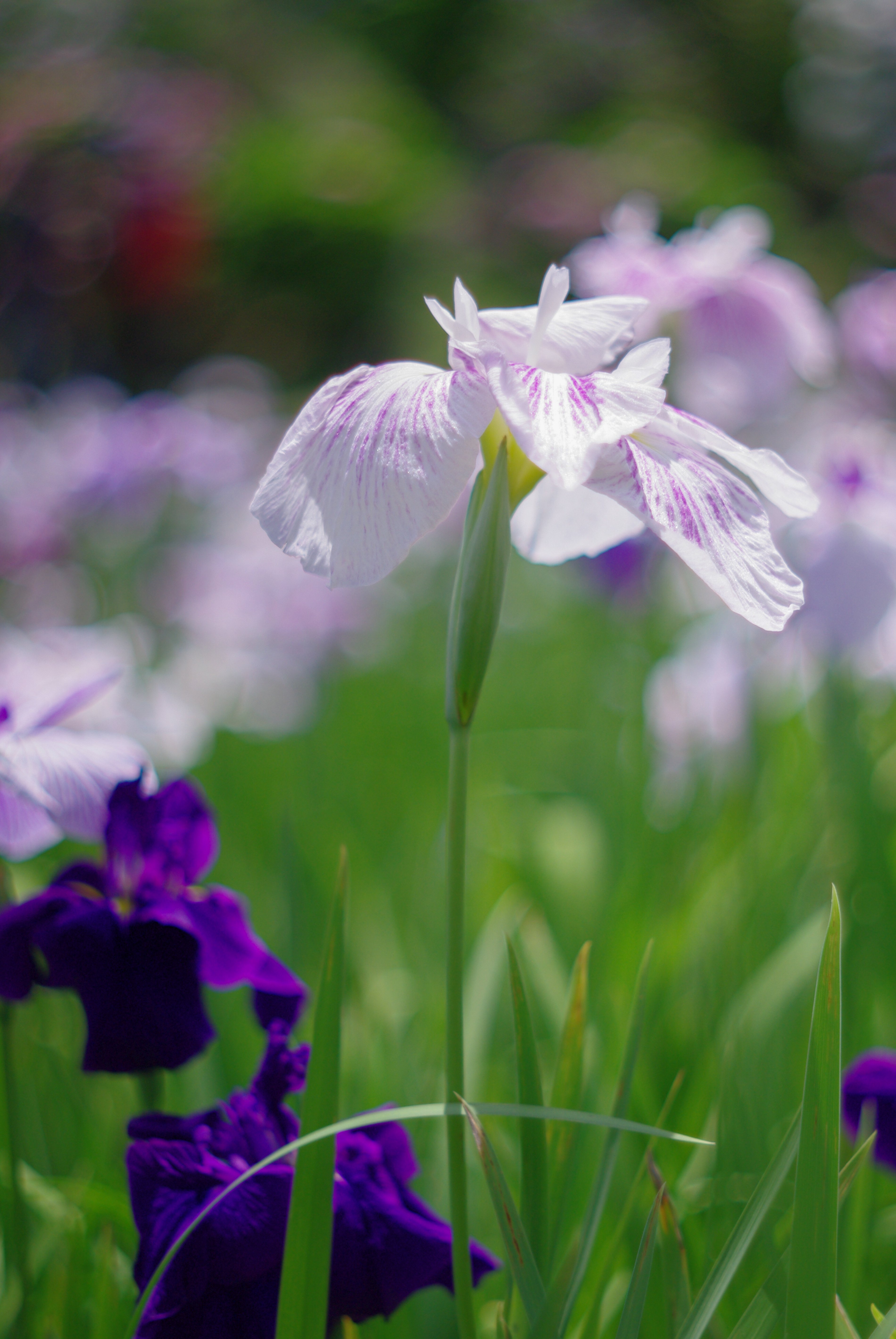 Auto CHINON MCM 55mm F1.7｜Danny'O