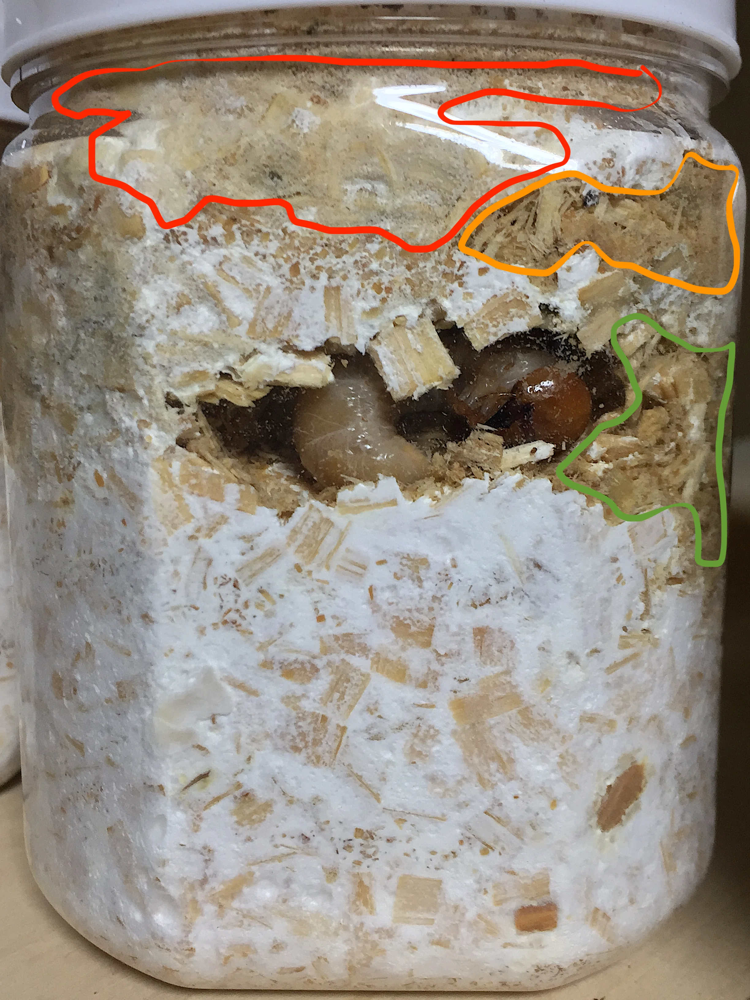 菌糸瓶飼育管理の難しさ｜kyogoku oakwagata
