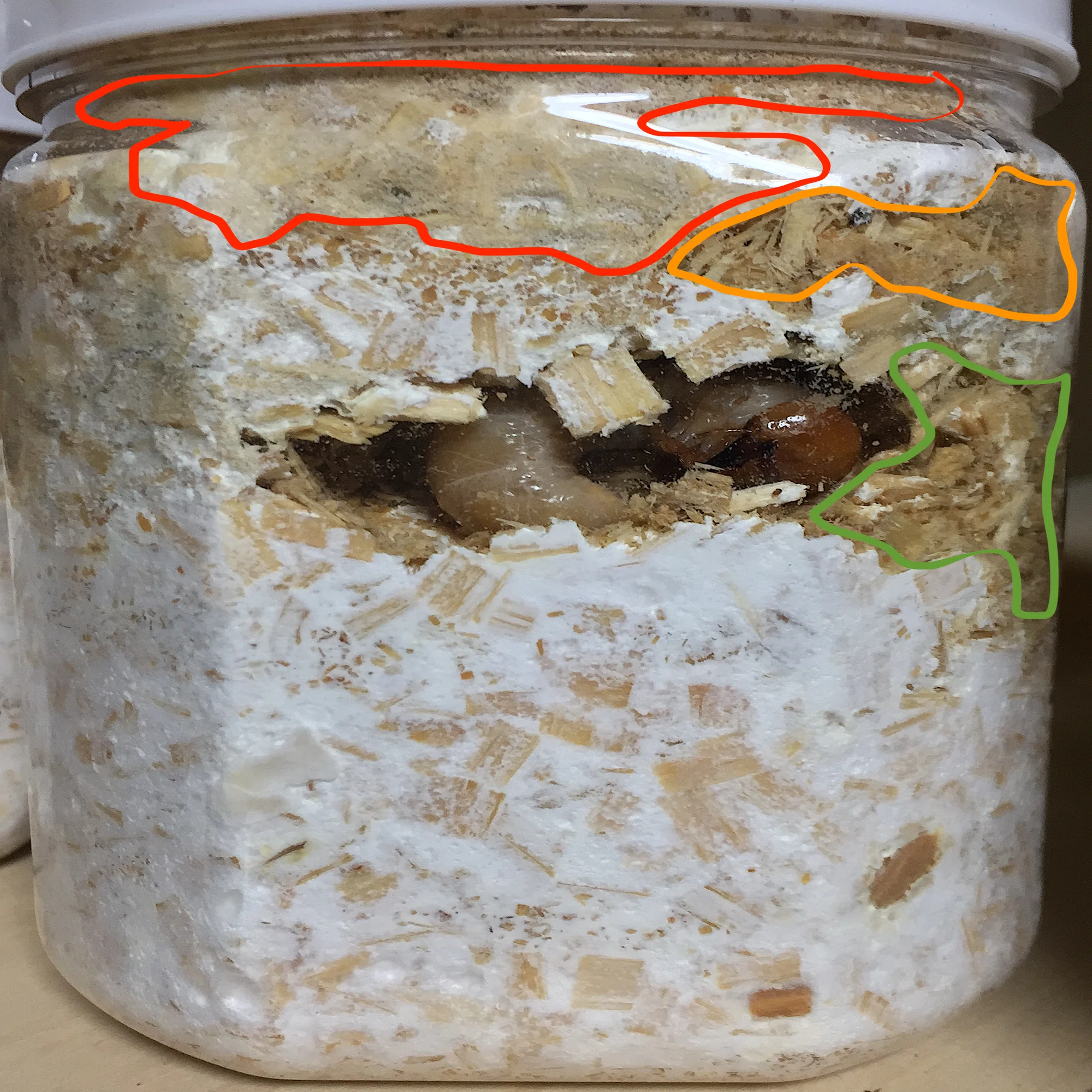 菌糸 ビン 劣化