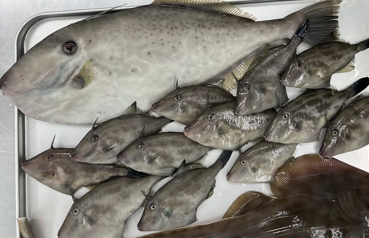 応援される存在であり続けたい。大人の島留学生による未利用魚加工事業【 No Fish No Life活動日誌 vol.5】|No Fish ...