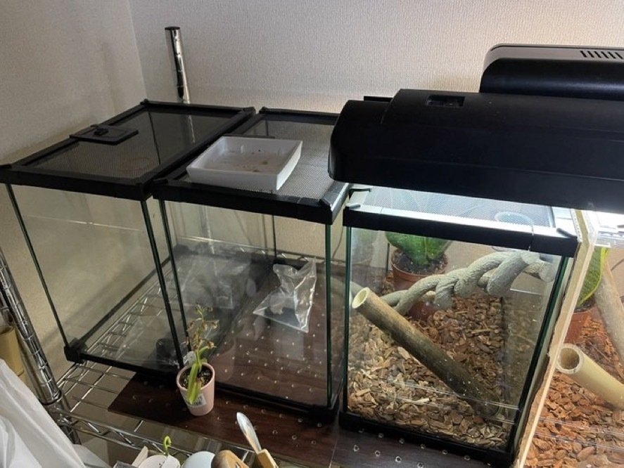 格安 exo terra ヒルヤモリ飼育に使用していた飼育用品一式 ガラスケージ・ライト・サーモスタット等 格安 exo terra ヒルヤモリ飼育に使用していた飼育用品一式 ガラス