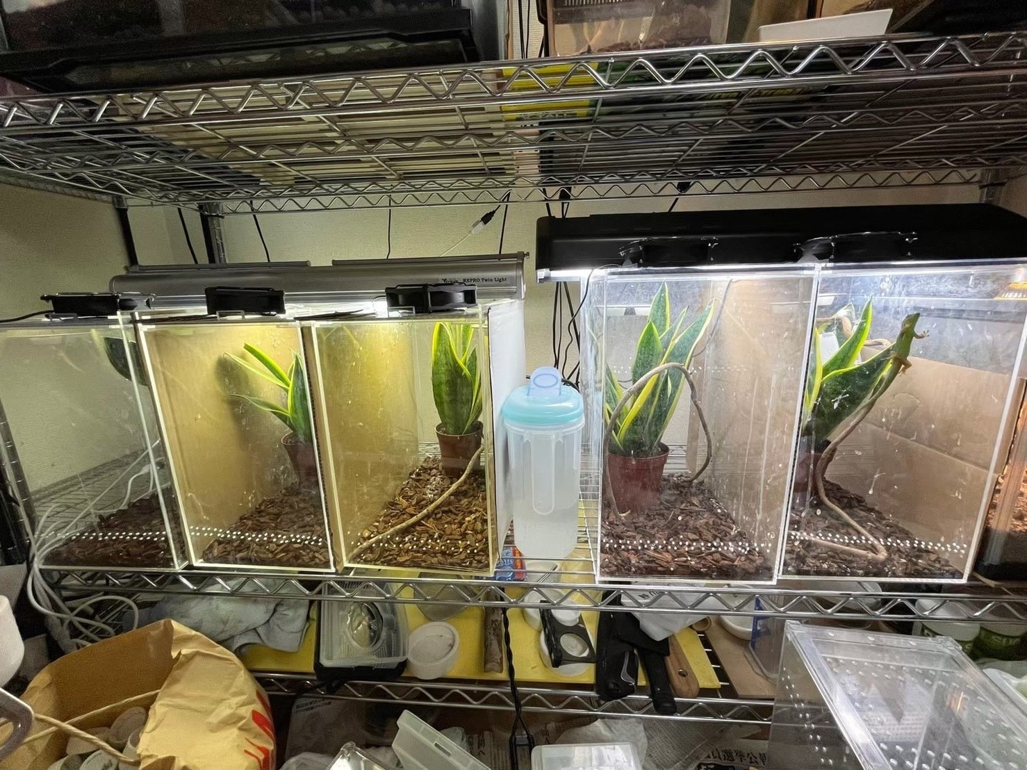 格安 exo terra ヒルヤモリ飼育に使用していた飼育用品一式 ガラスケージ・ライト・サーモスタット等 格安 exo terra ヒルヤモリ飼育に使用していた飼育用品一式 ガラス