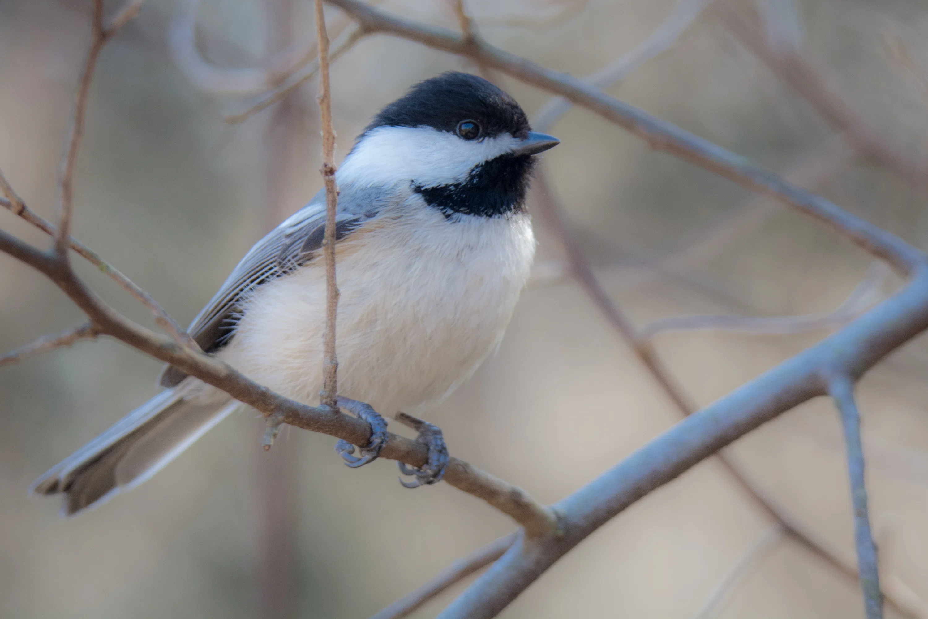 GSMNPでバードウォッチング！】 Carolina Chickadee カロライナコガラ