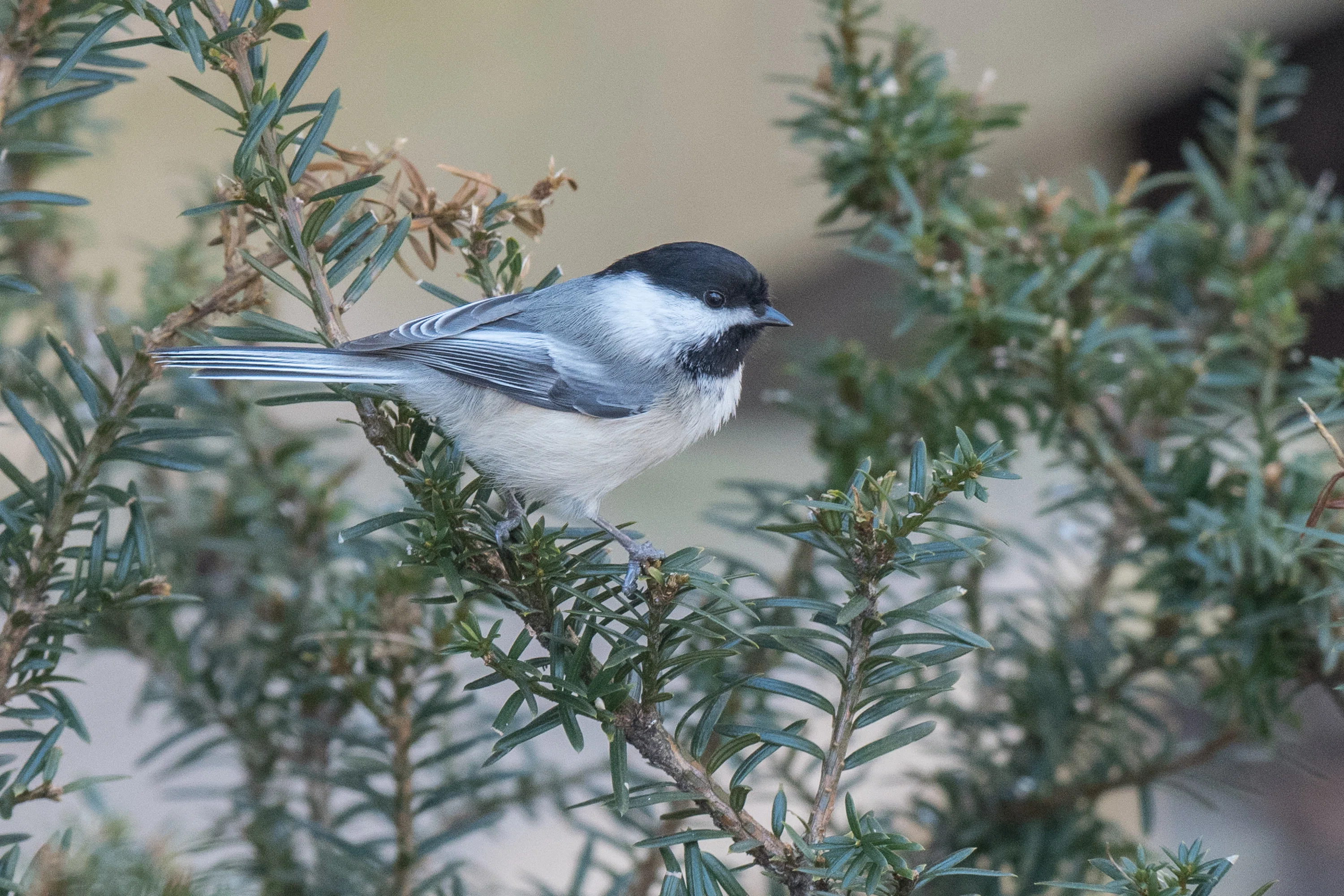 GSMNPでバードウォッチング！】 Carolina Chickadee カロライナコガラ