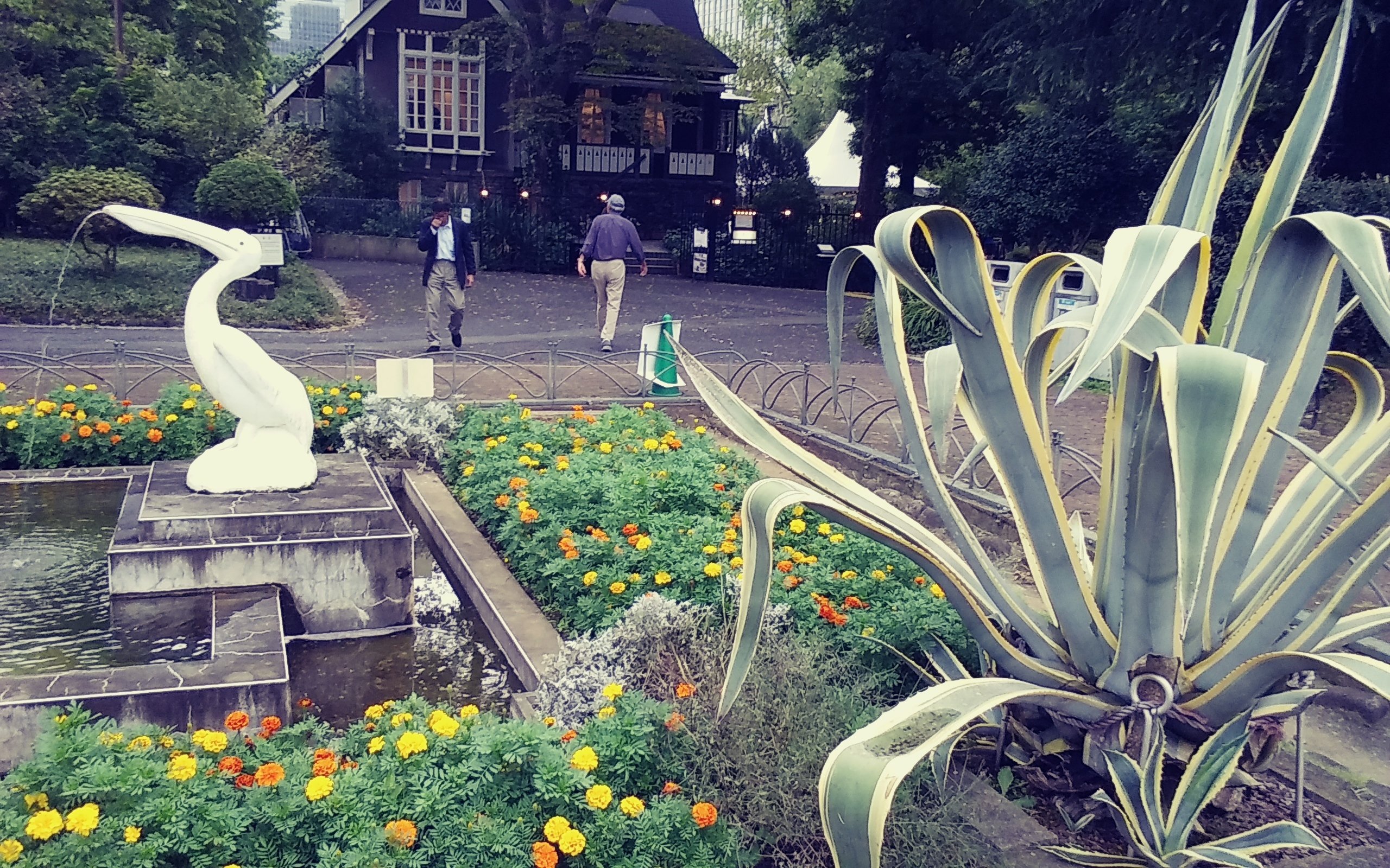 日比谷公園のリュウゼツラン伐採~⑤ 】|オリーブ♪@横浜 日比谷公園のリュウゼツラン伐採~⑤ 】|オリーブ♪@横浜