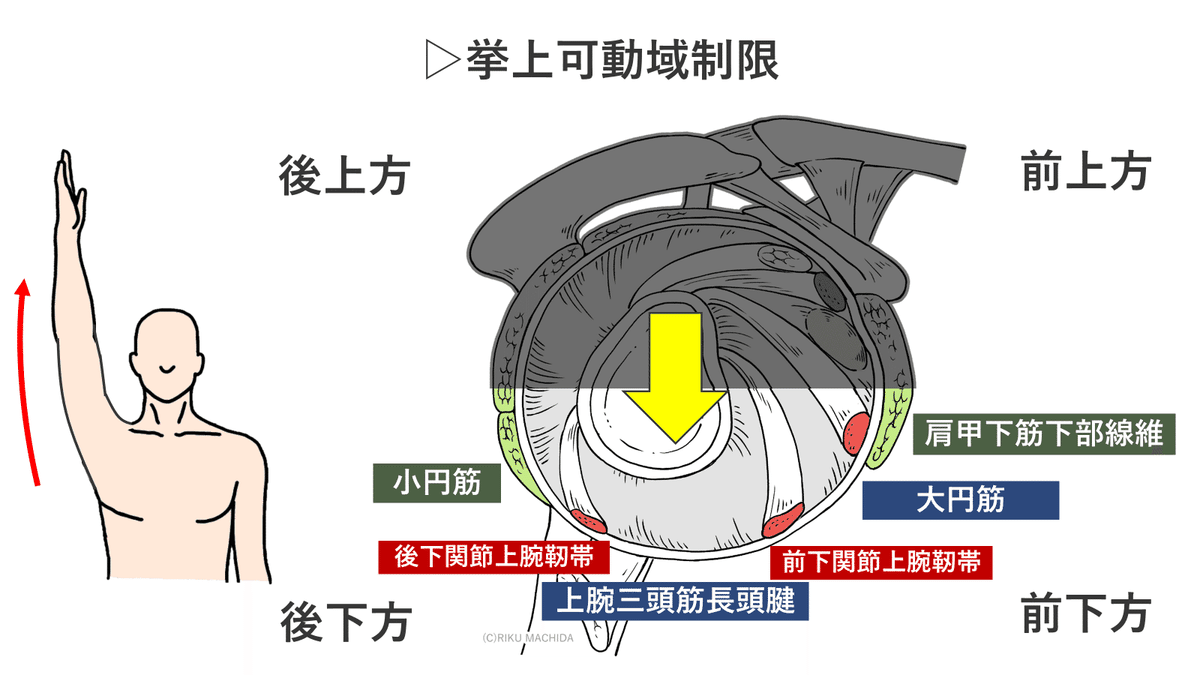 挙上制限に対する徒手療法とセルフエクササイズ｜肩関節機能研究