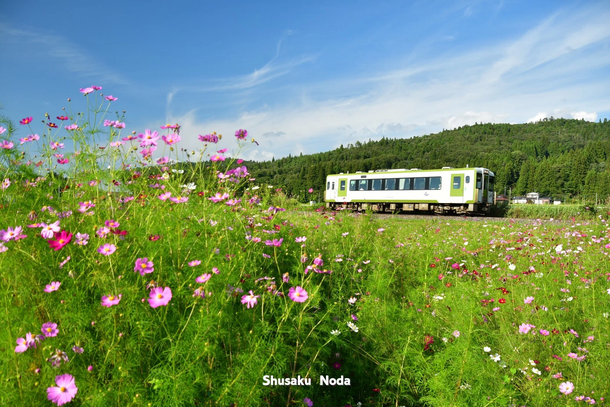 コスモスの咲く鉄道風景｜野田周作