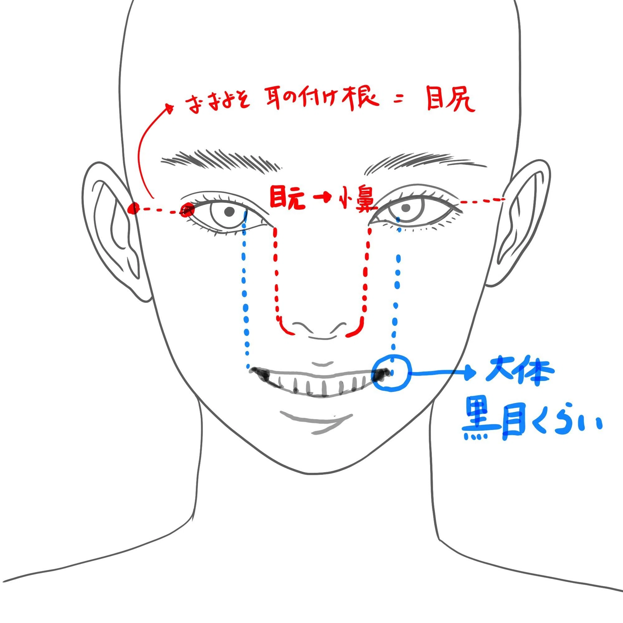 正面を向く顔について【絵の描き方 No.7】｜鹿角時計