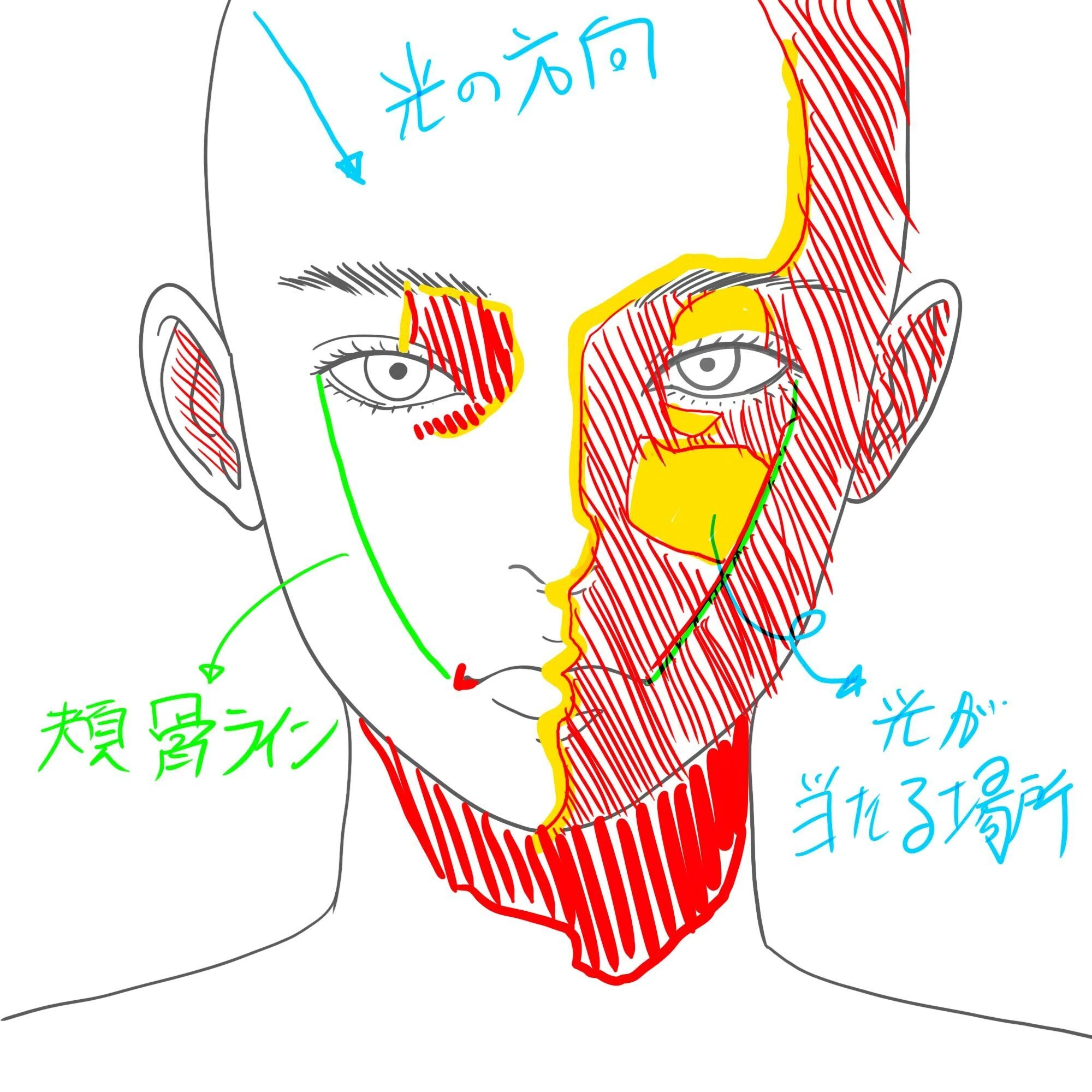 正面を向く顔について【絵の描き方 No.7】｜鹿角時計