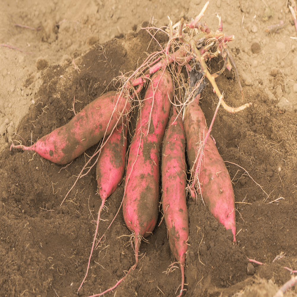 ロシアン佐藤の推しさつまいもを育てる推し農家とおいも掘り｜OTEMOTO