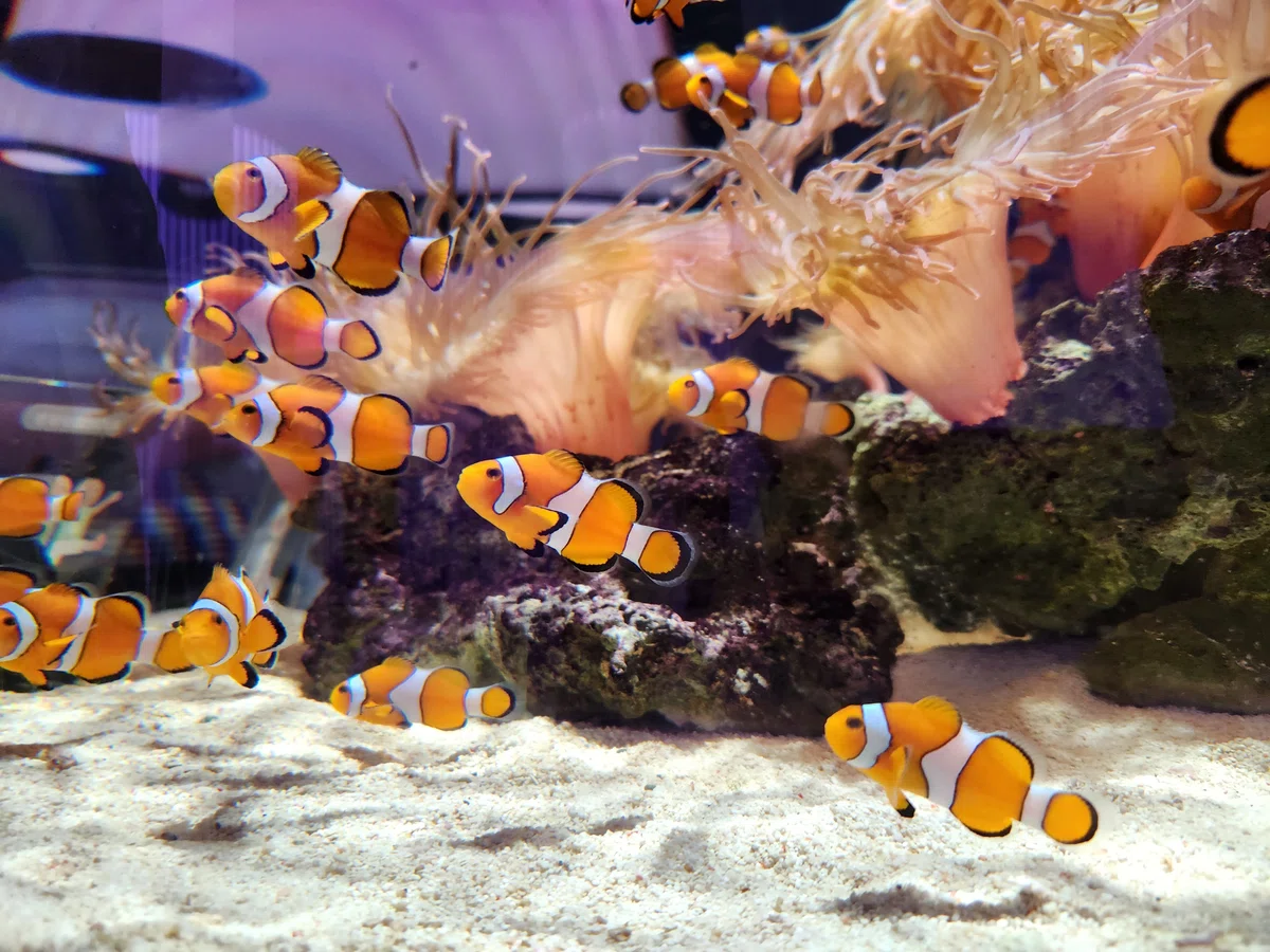 水族館の水槽の中でクマノミが泳いでいる