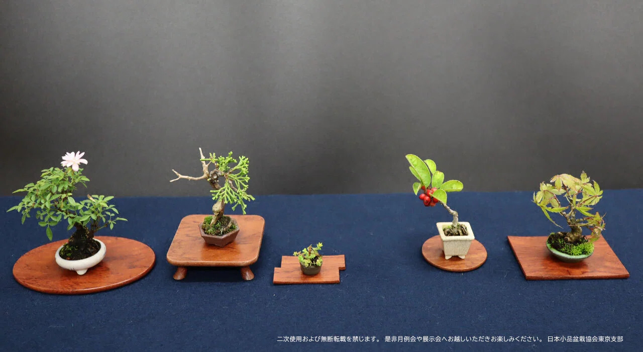 小品盆栽、東京支部講師陣の楽しみ方 （04-前編）｜日本小品盆栽協会