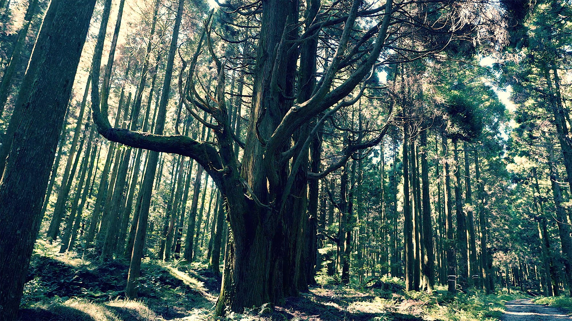 Amazon.co.jp: 超人間・岩村 (スーパーダッシュ文庫) : 滝川