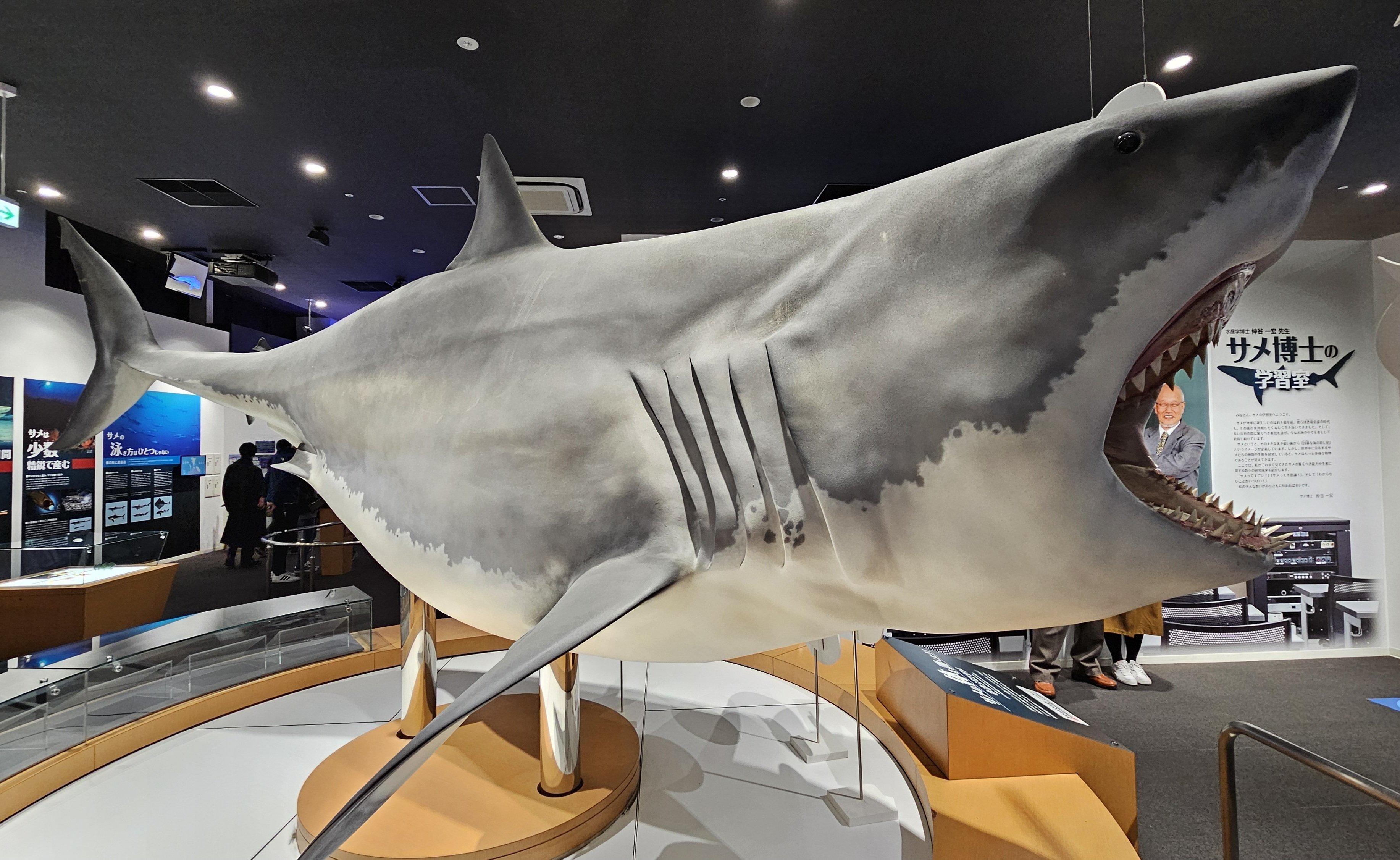 ホホジロザメ　ハスタリス　サメの歯化石 千畑層 ホホジロザメ属のハスタリスの歯化石 | kulif 化石 富貴