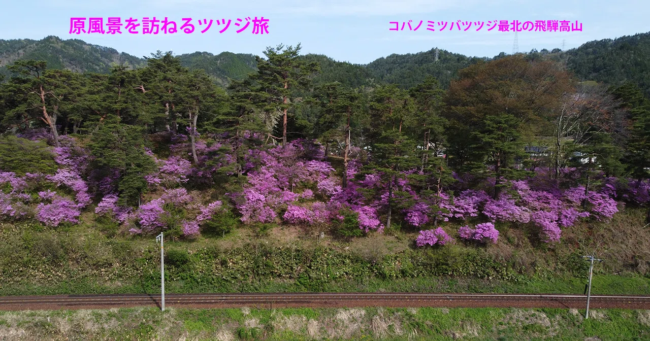 43．コバノミツバツツジの名所37ヶ所｜sasayan